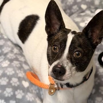 Shiloh, adopted, Young Male Jack Russell Terrier & Dachshund.