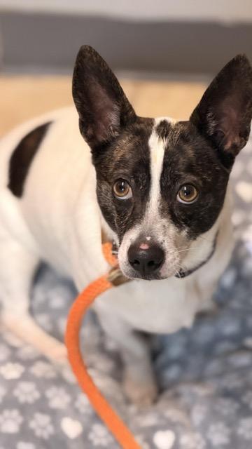 Enlarge Shiloh, an adopted mixed breed in Sparta, NJ image 4/4