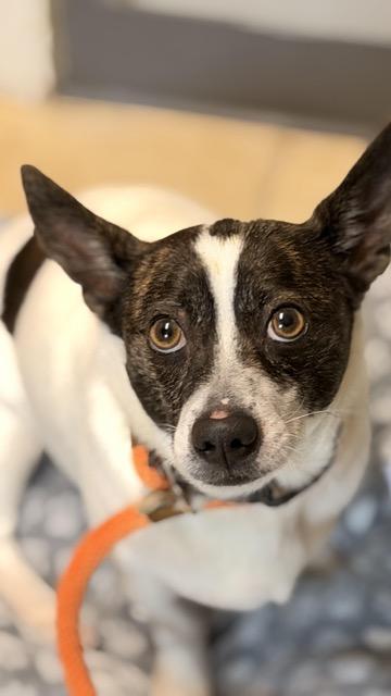 Enlarge Shiloh, an adopted mixed breed in Sparta, NJ image 3/4