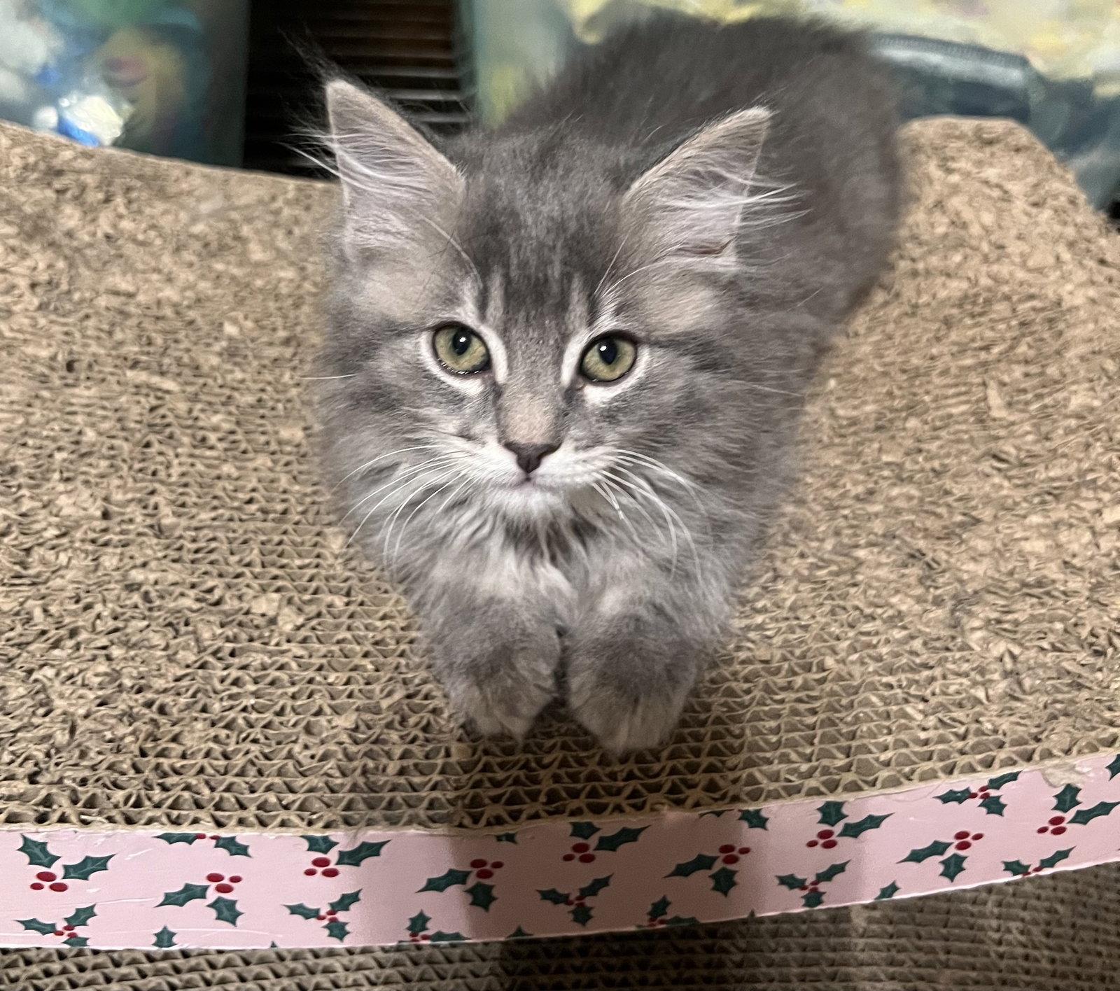 London, a Adopted Domestic Medium Hair in Hammond, LA image 1/2
