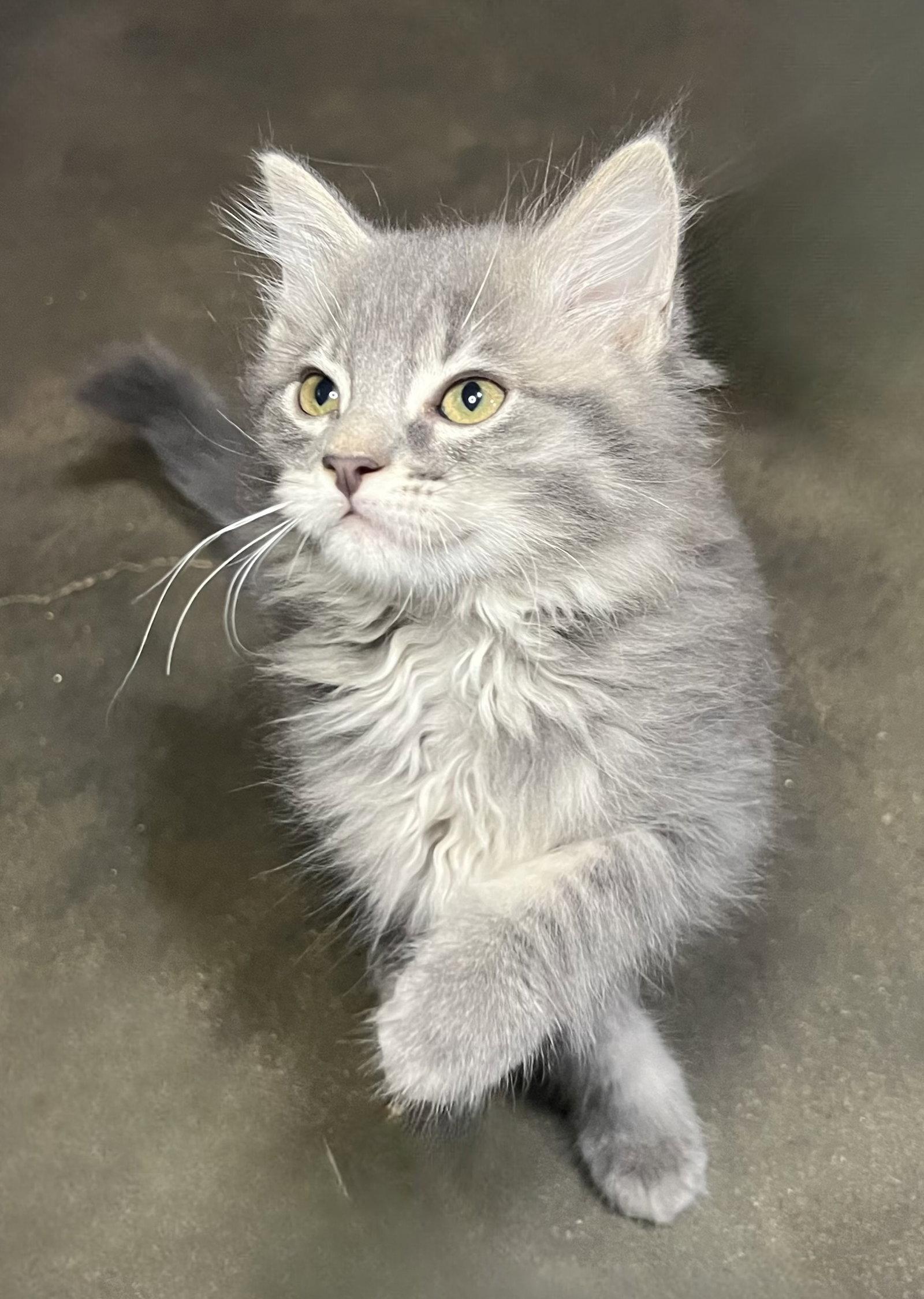 London, a Adopted Domestic Medium Hair in Hammond, LA image 2/2
