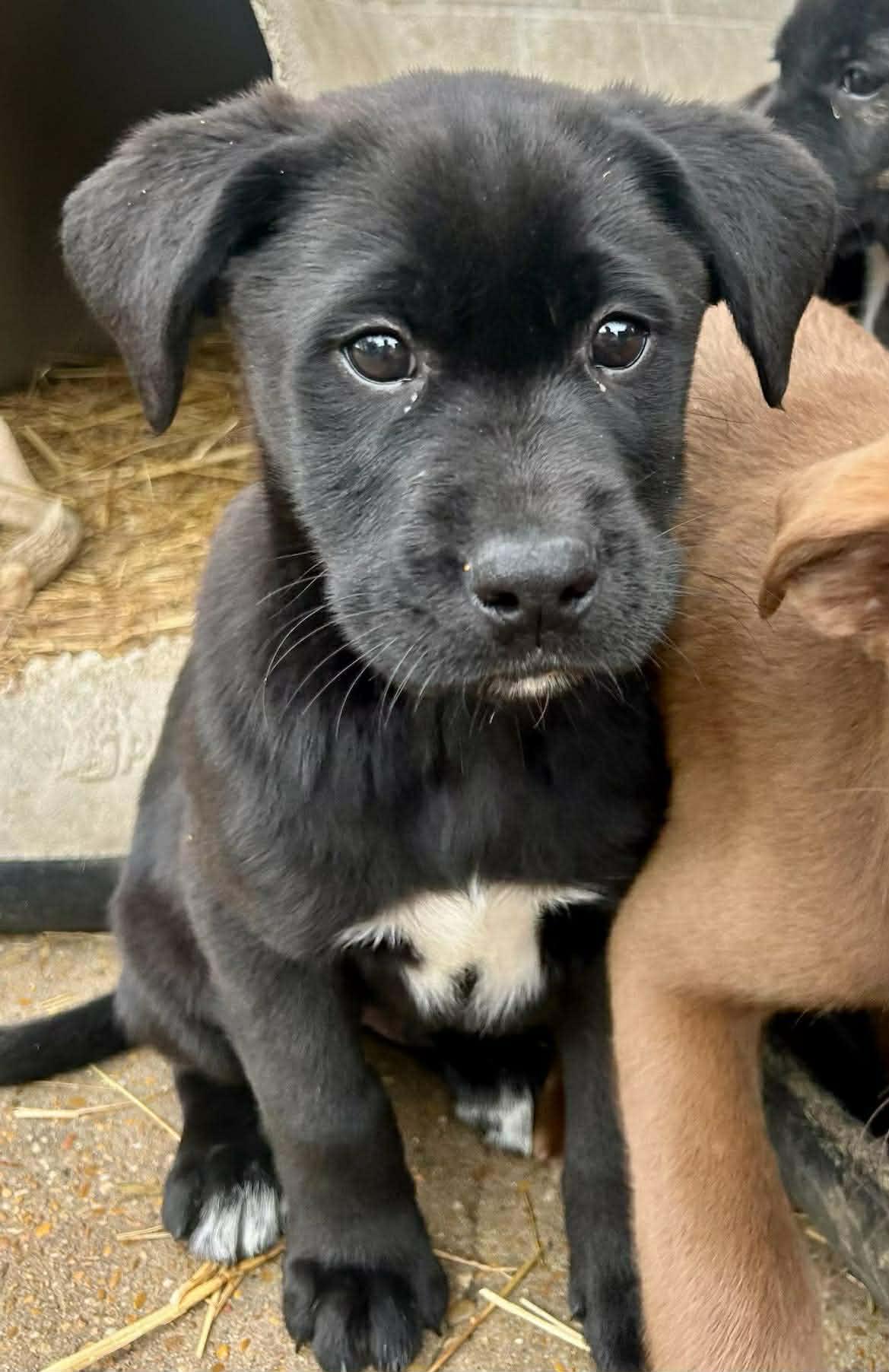 Jim, ADOPTABLE, Puppy Male Mixed Breed.