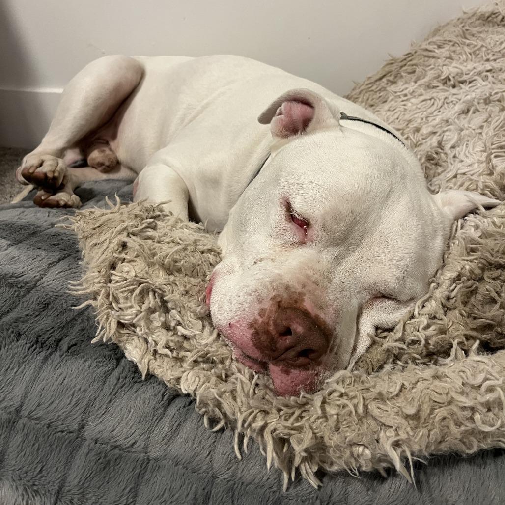 Fillmore, a Adoptable Pit Bull Terrier in Silver Spring, MD image 1/6