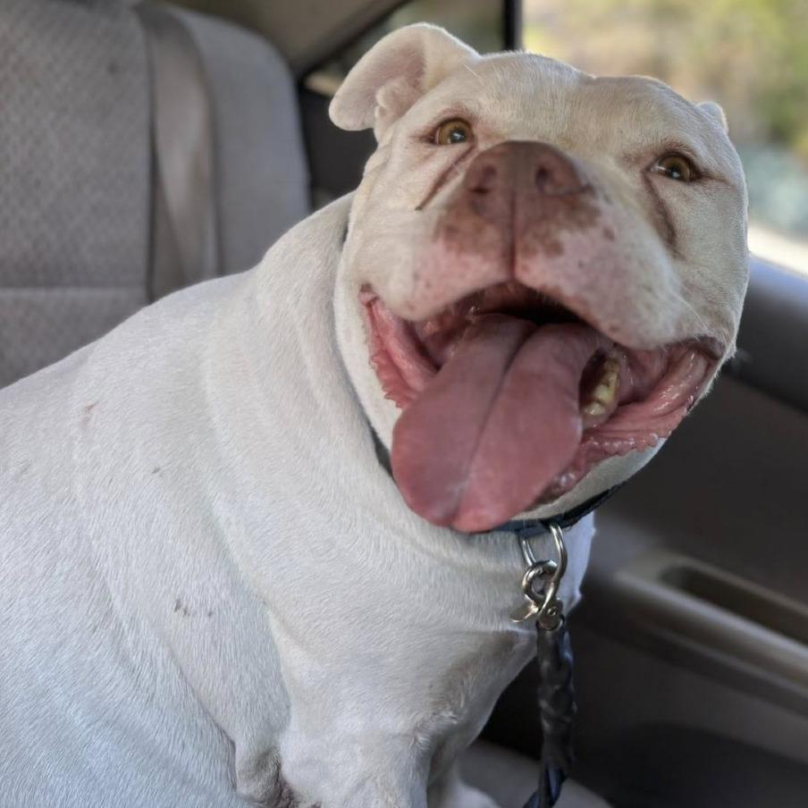 Fillmore, a Adoptable Pit Bull Terrier in Silver Spring, MD image 4/6