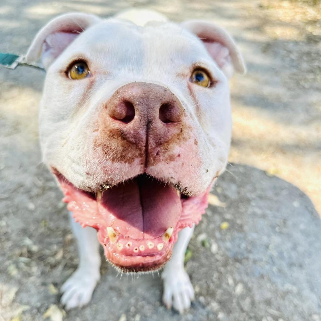 Fillmore, a Adoptable Pit Bull Terrier in Silver Spring, MD image 5/6