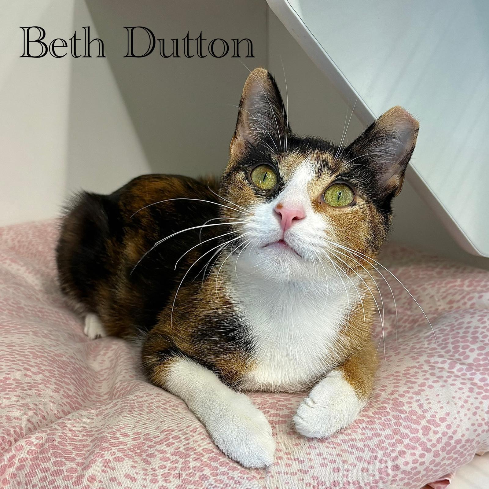 Beth Dutton, Adoptable, Adult Female Domestic Short Hair.