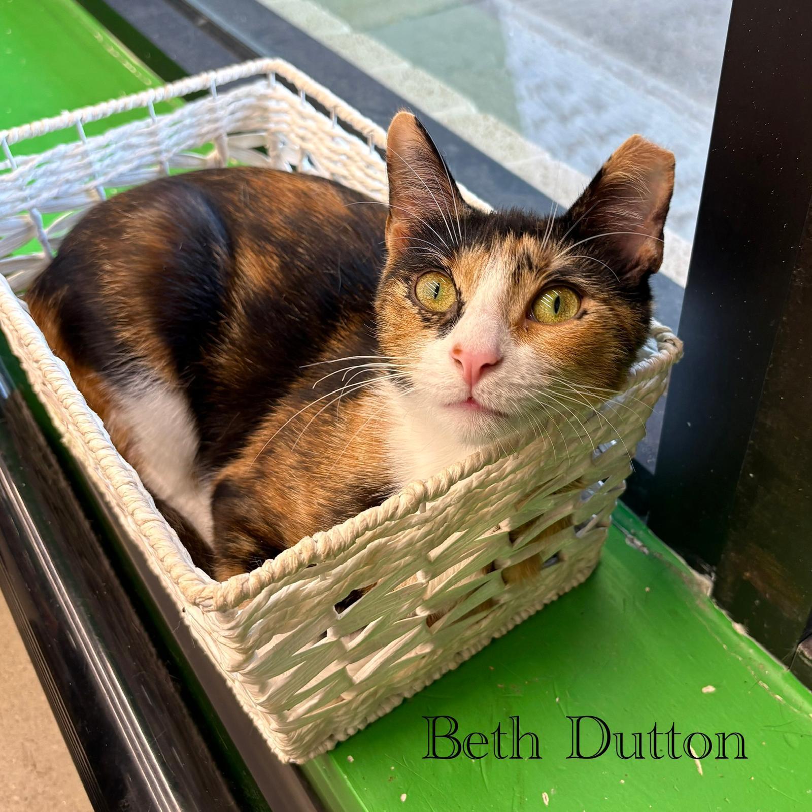 Beth Dutton, a Adoptable Domestic Short Hair in Spring Lake, NJ image 2/3