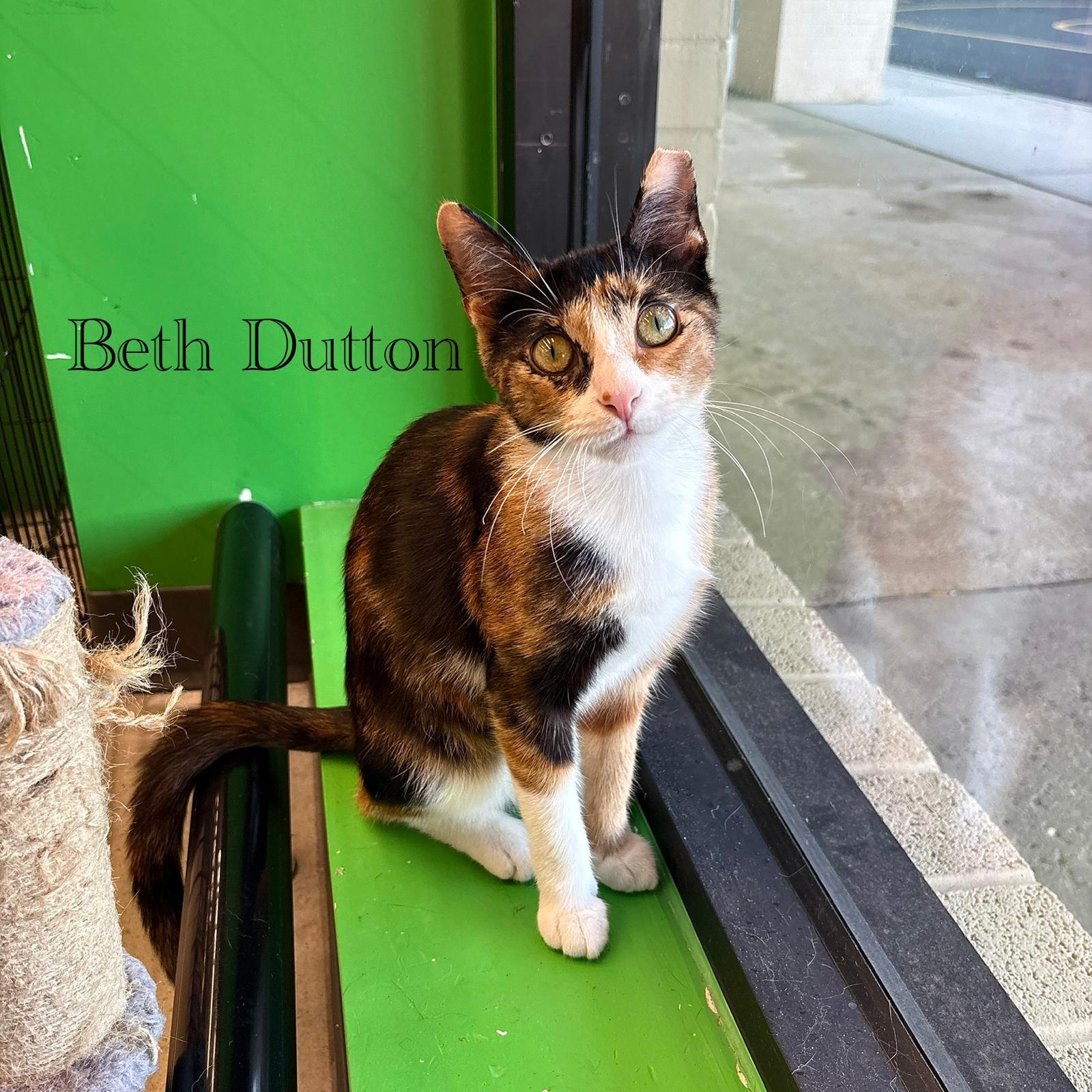 Beth Dutton, a Adoptable Domestic Short Hair in Spring Lake, NJ image 3/3