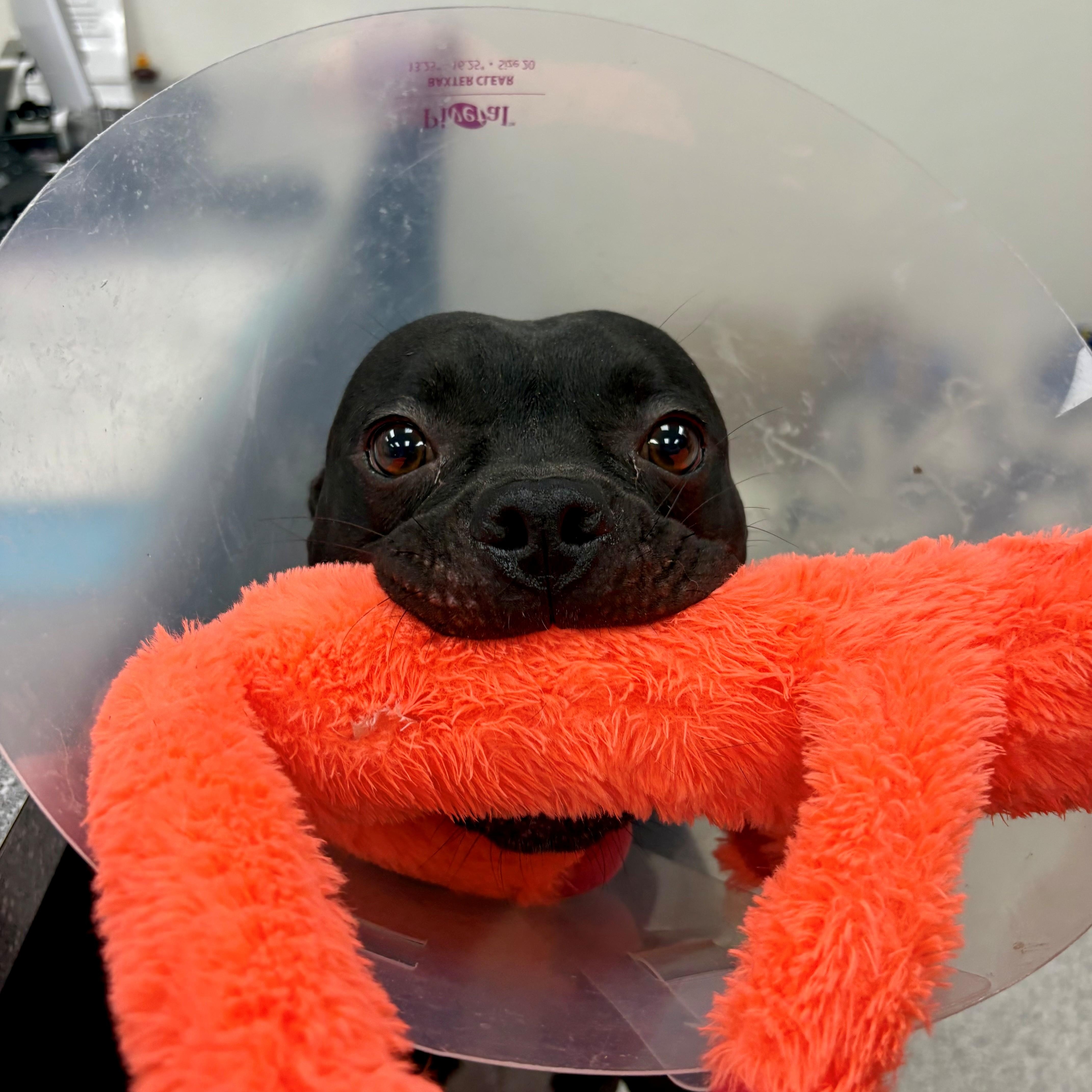 Nuke, an adoptable Pug in Lake Havasu City, AZ, 86406 | Photo Image 3