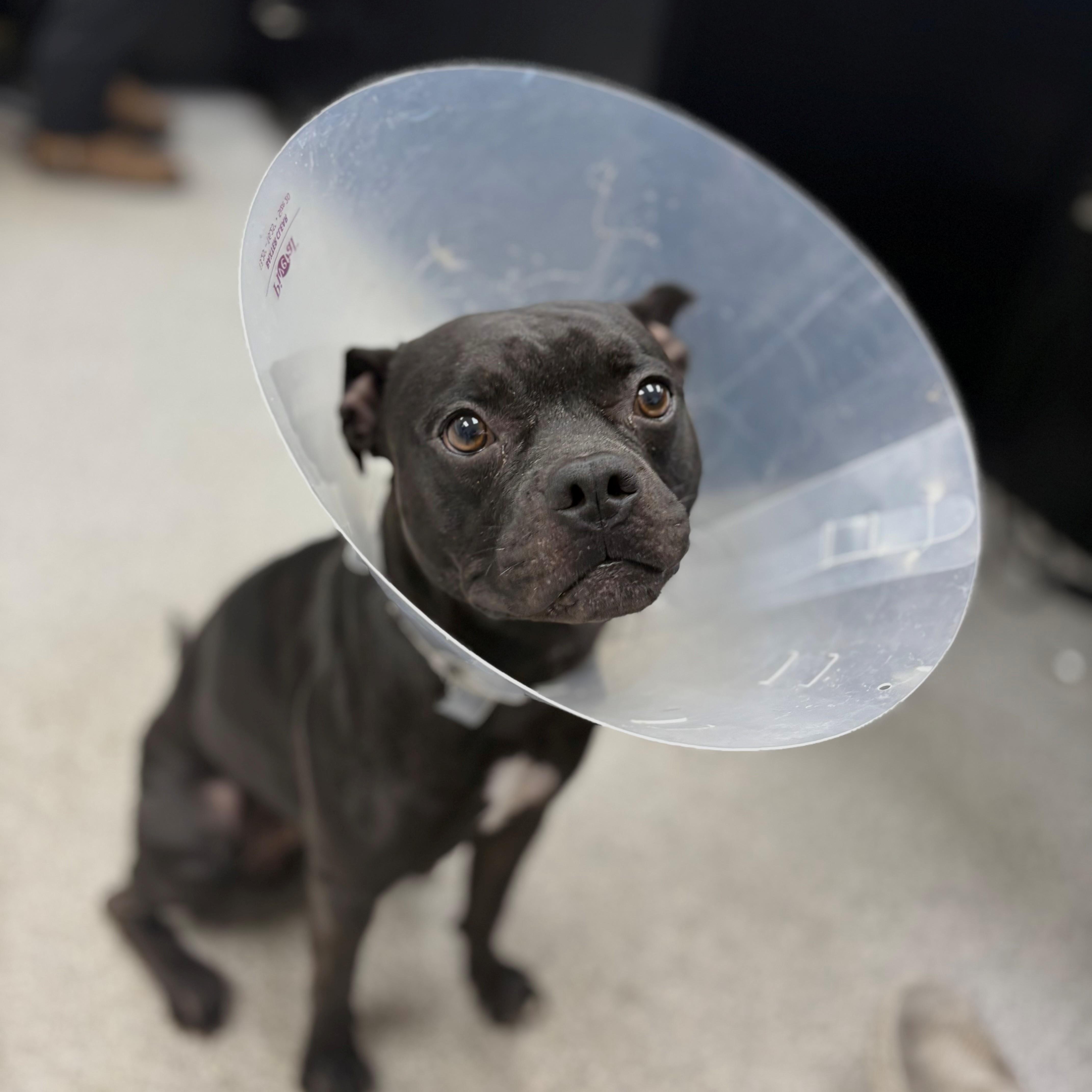 Nuke, an adoptable Pug in Lake Havasu City, AZ, 86406 | Photo Image 2
