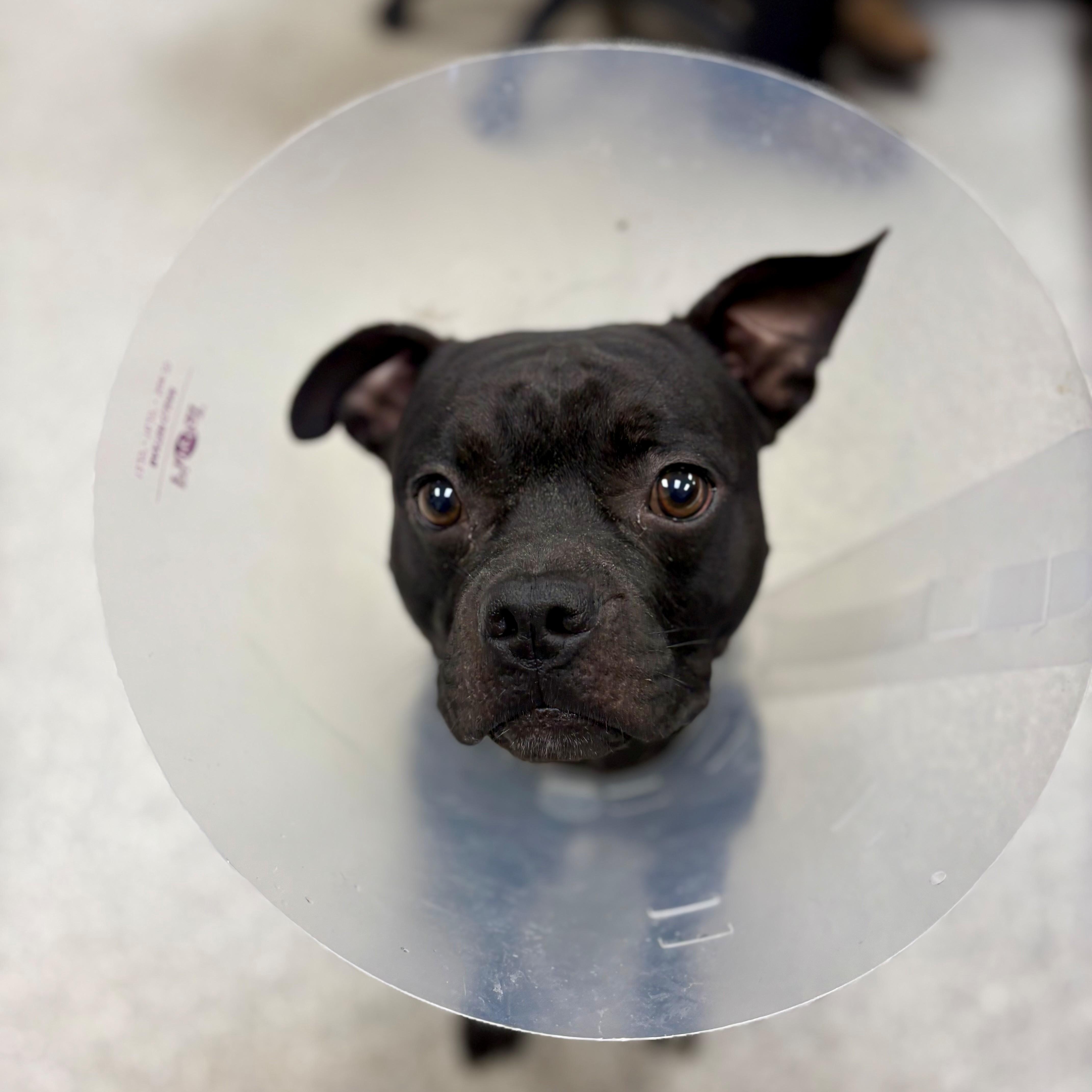 Nuke, an adoptable Pug in Lake Havasu City, AZ, 86406 | Photo Image 1
