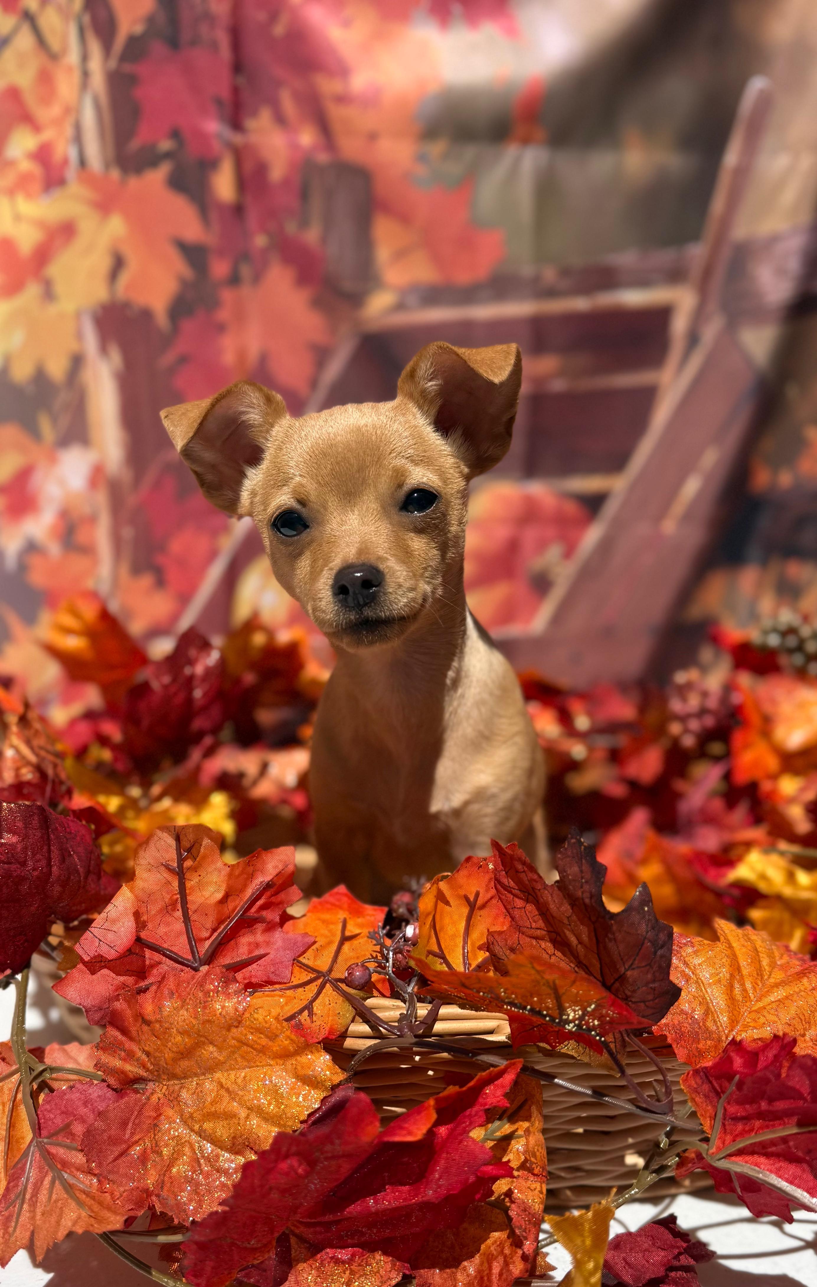 Enlarge Bellini, a Adoptable mixed breed in Mt Pleasant, SC image 5/6