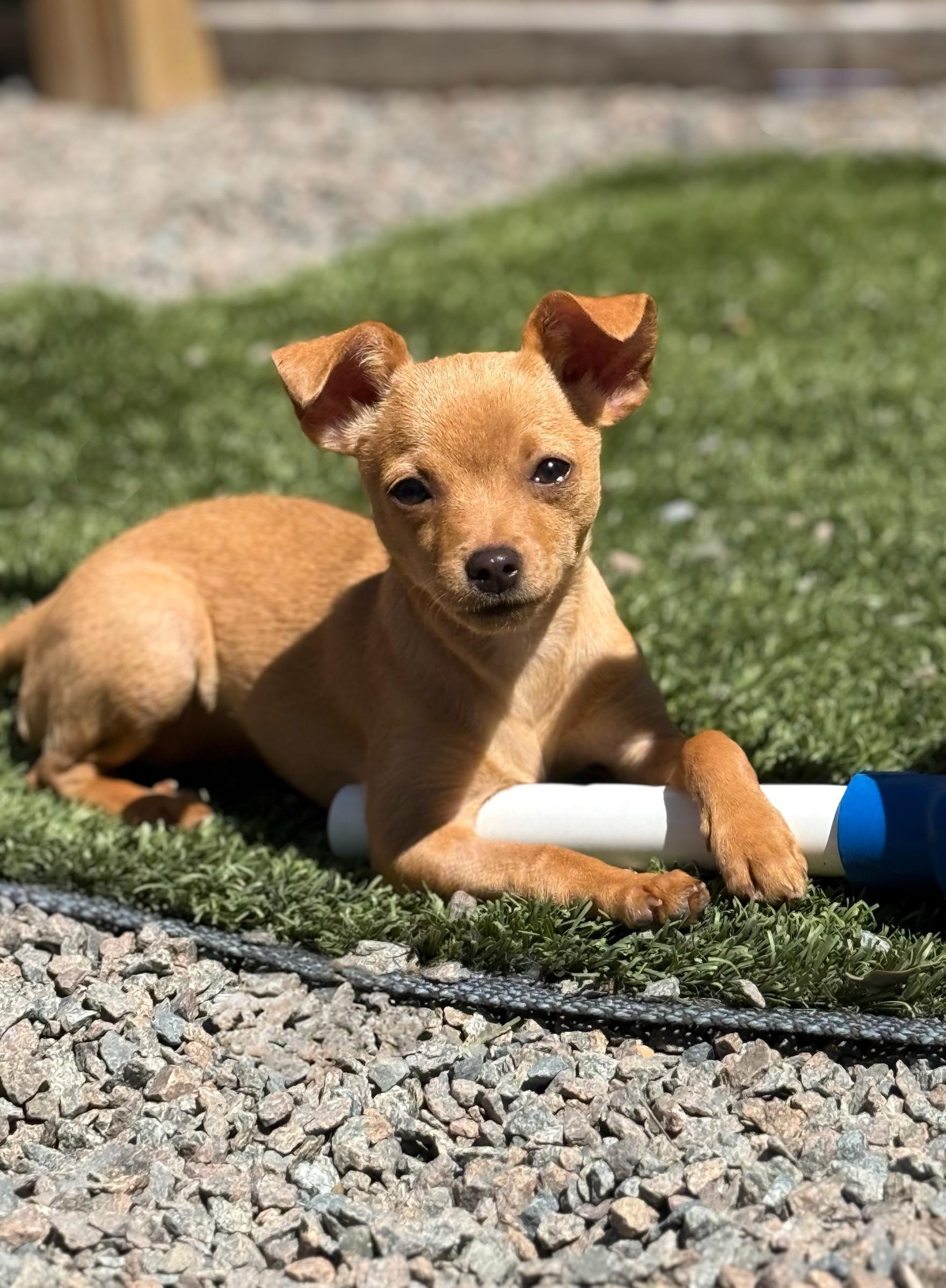 Enlarge Bellini, a Adoptable mixed breed in Mt Pleasant, SC image 2/6