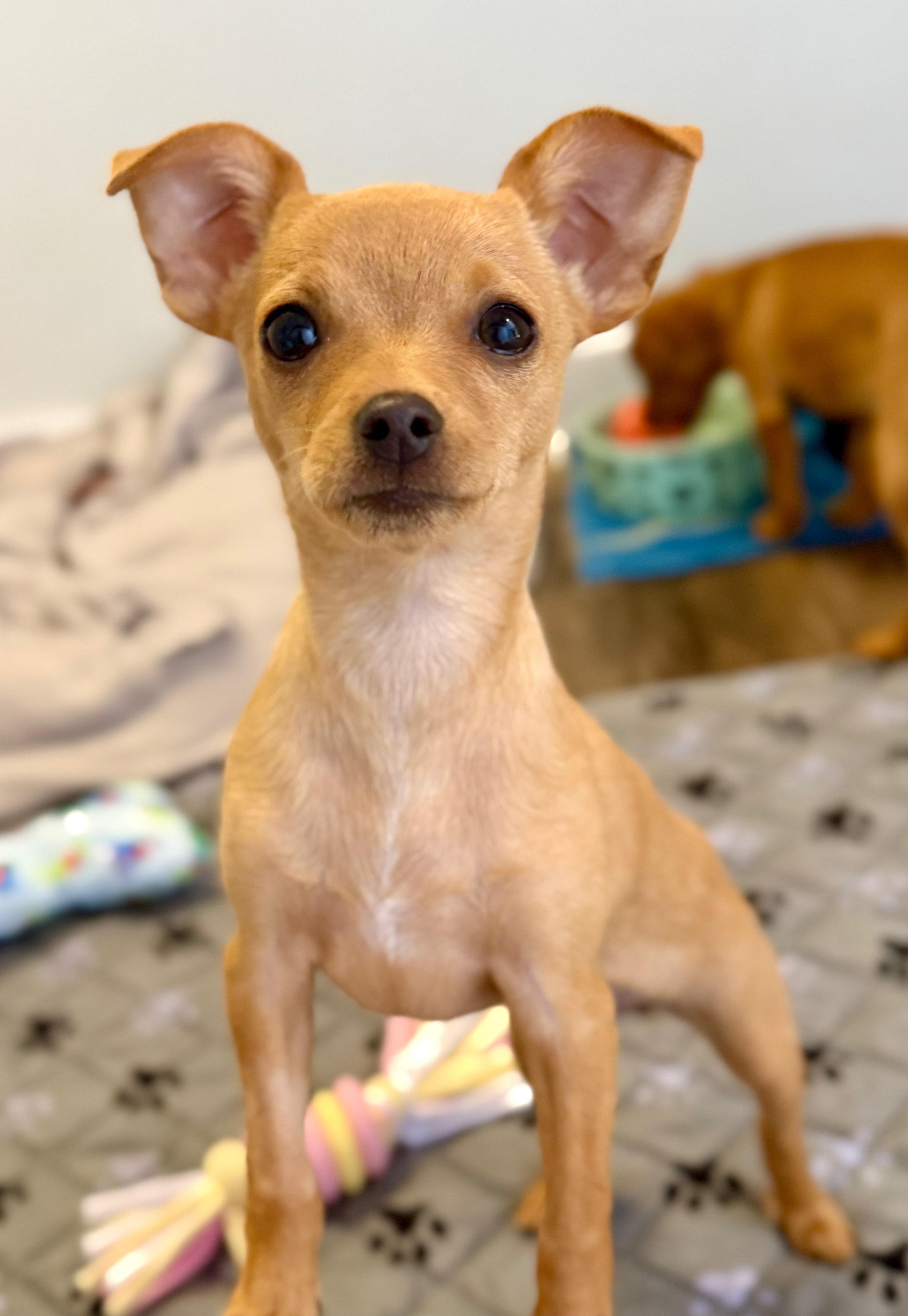 Bellini, Adoptable, Puppy Female Chihuahua.