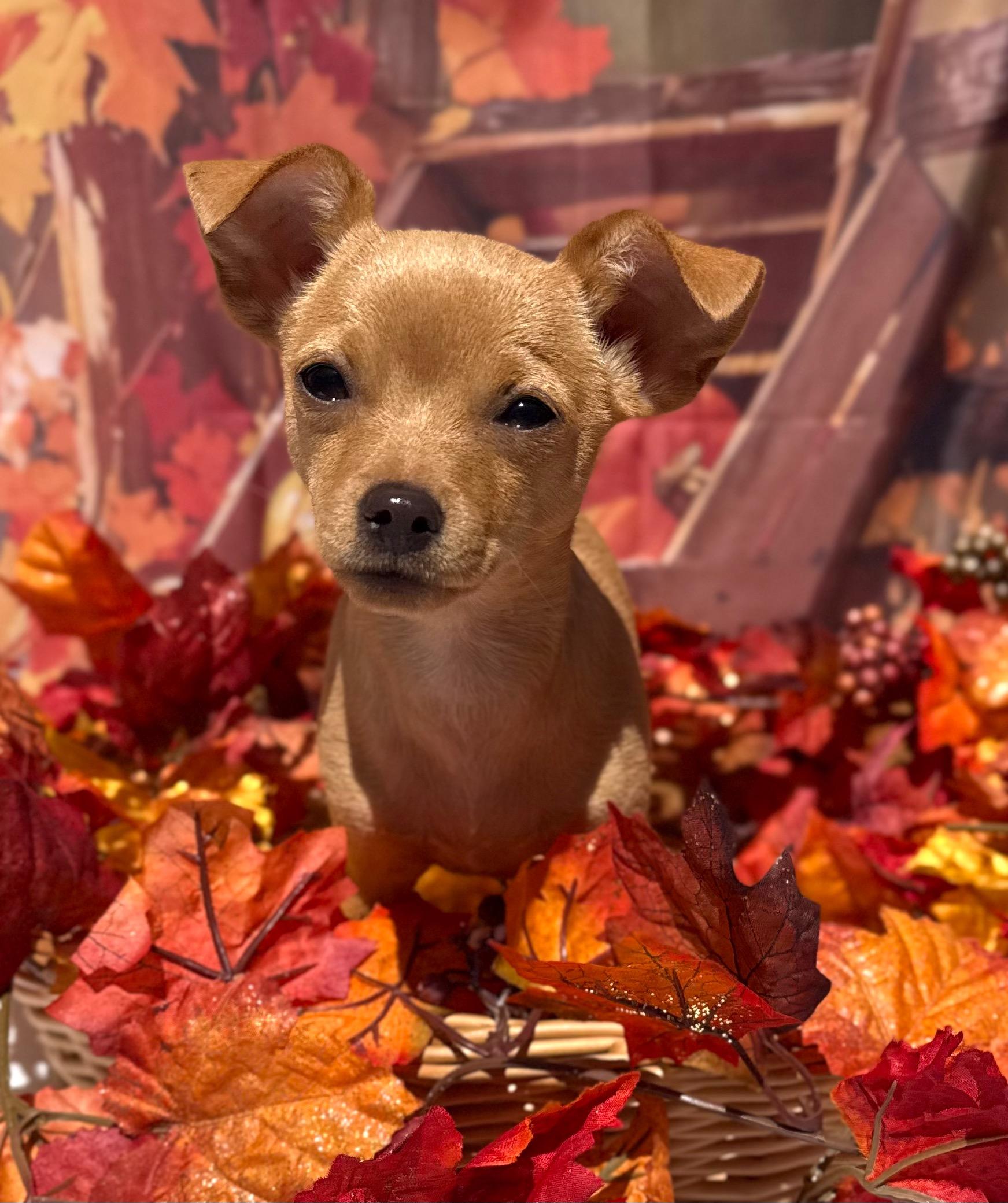 Enlarge Bellini, a Adoptable mixed breed in Mt Pleasant, SC image 3/6