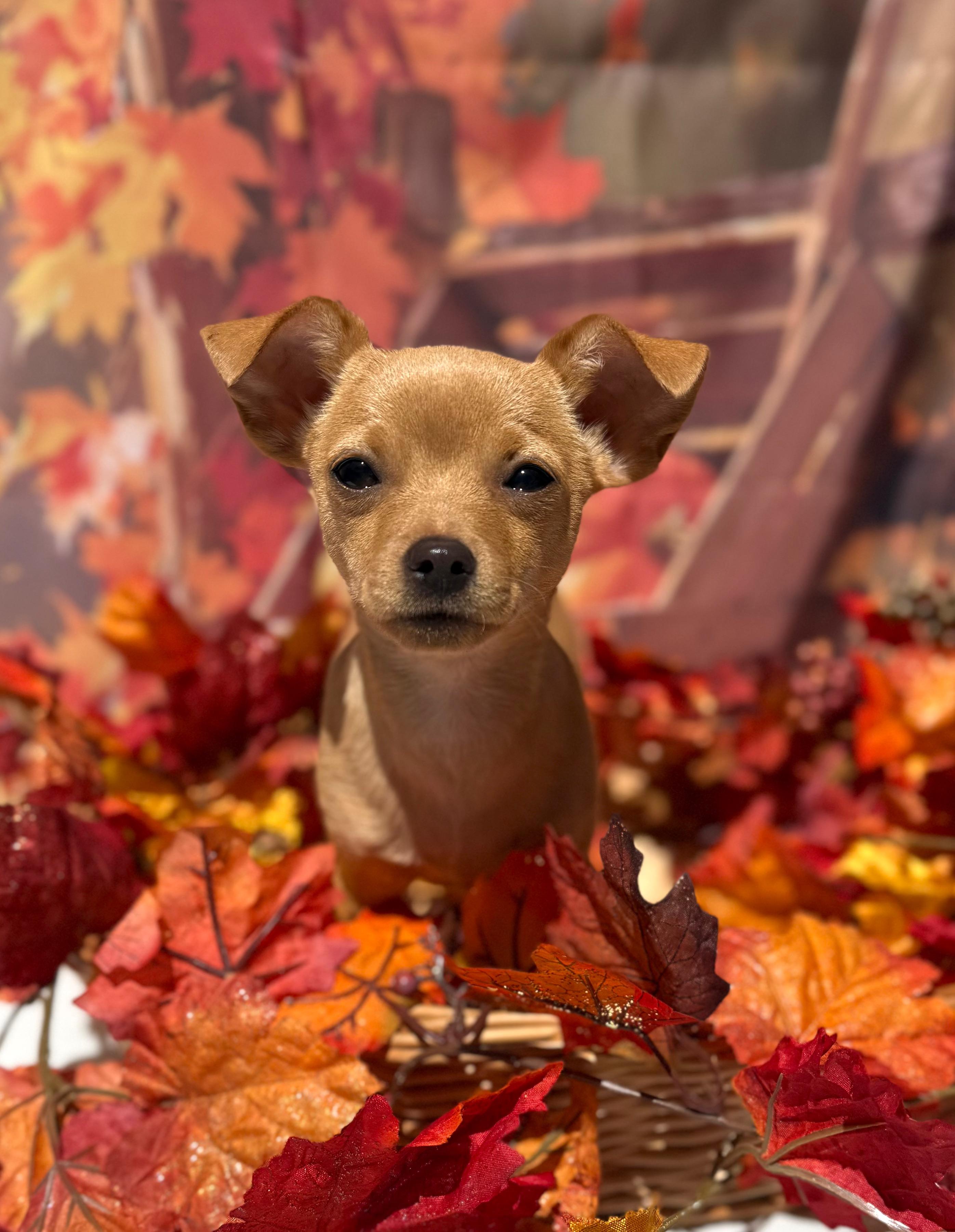 Enlarge Bellini, a Adoptable mixed breed in Mt Pleasant, SC image 4/6