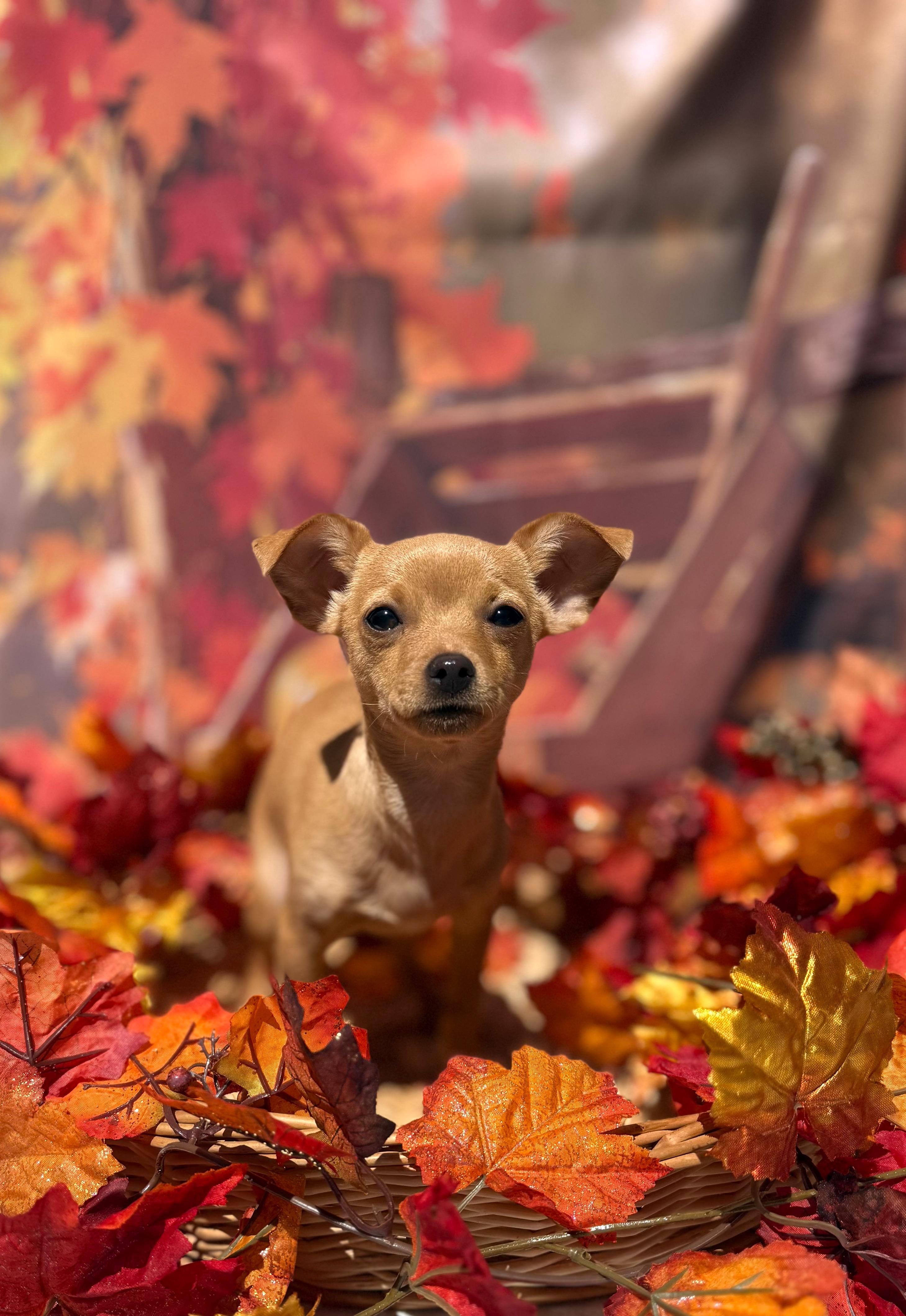 Enlarge Bellini, a Adoptable mixed breed in Mt Pleasant, SC image 6/6