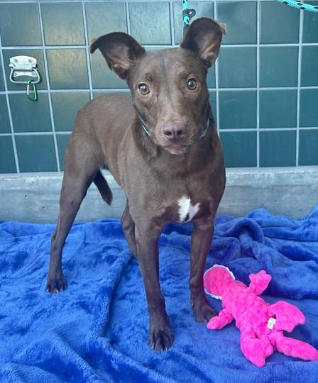 Enlarge DOBBY, a Adoptable mixed breed in Rancho Cucamonga, CA image 1/1