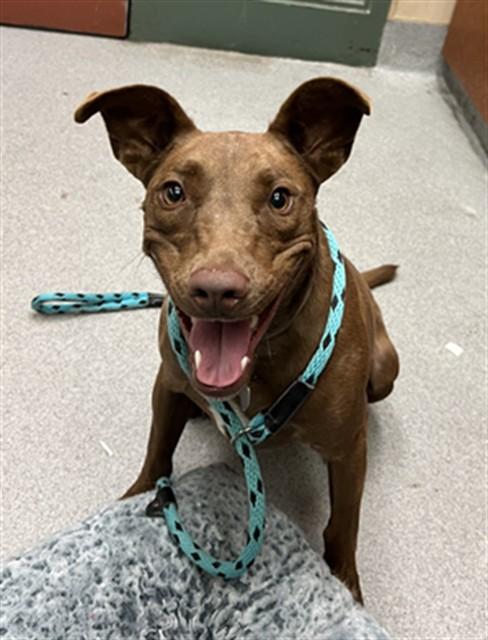 Enlarge DOBBY, a Adoptable mixed breed in Rancho Cucamonga, CA image 1/1