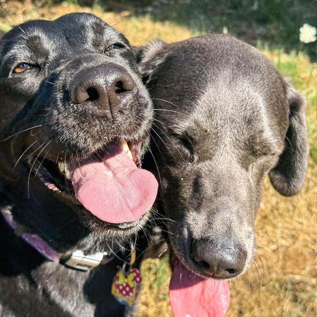 Miley, a Adoptable Labrador Retriever in Salem, OR image 1/6