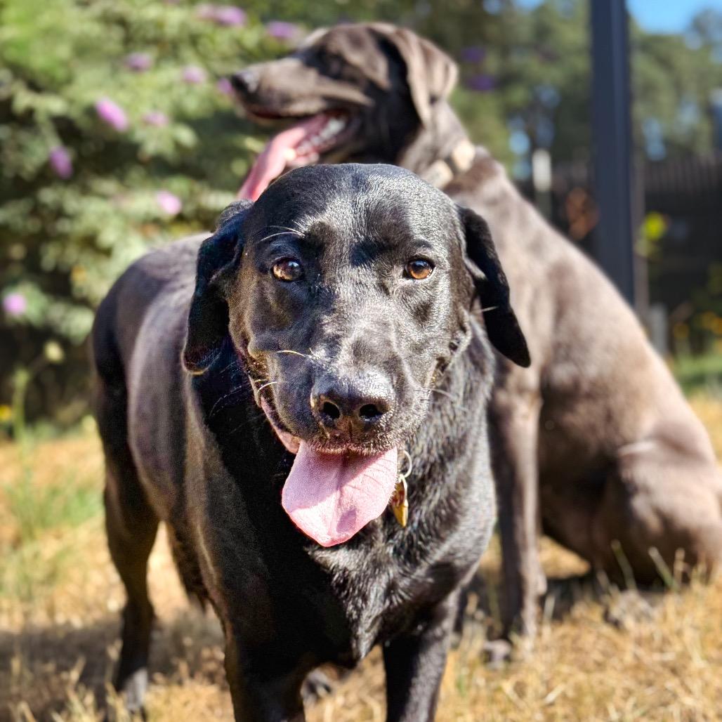 Miley, a Adoptable Labrador Retriever in Salem, OR image 3/6