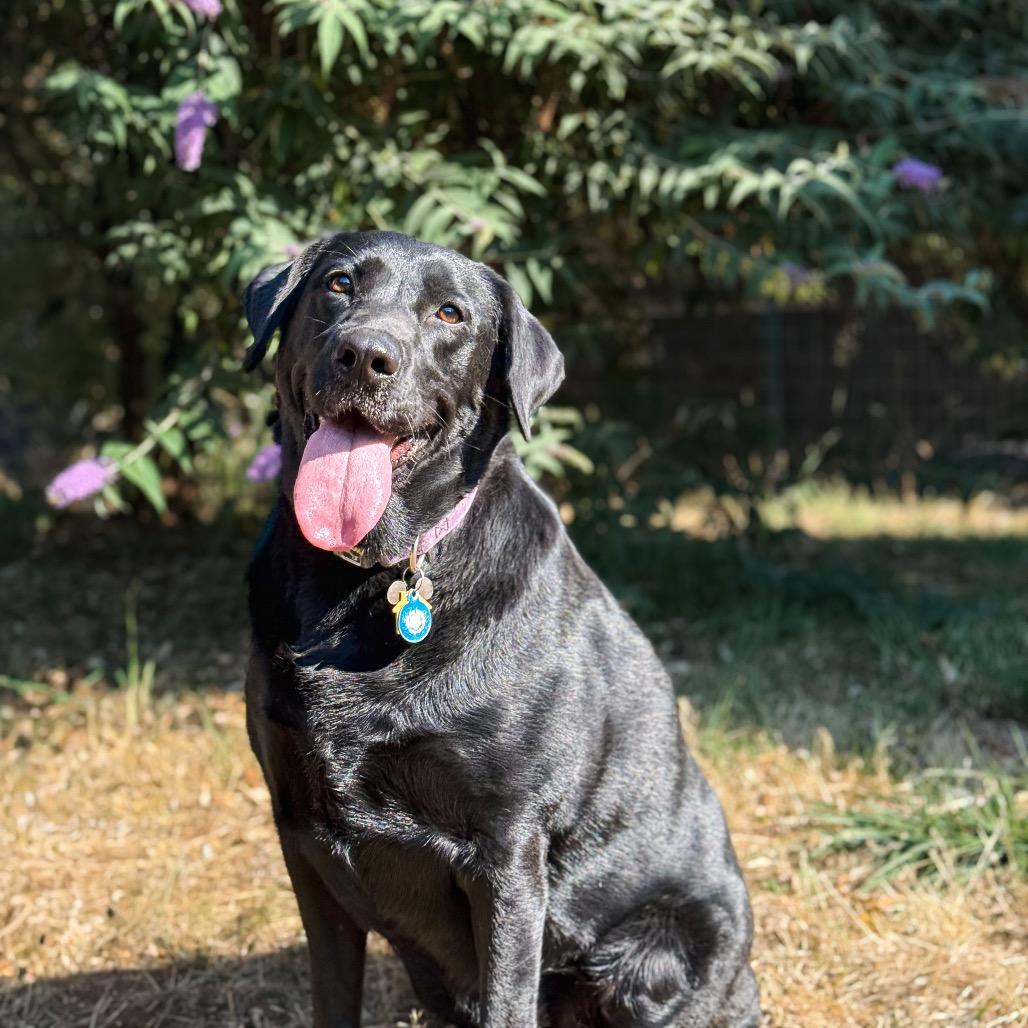 Miley, a Adoptable Labrador Retriever in Salem, OR image 4/6