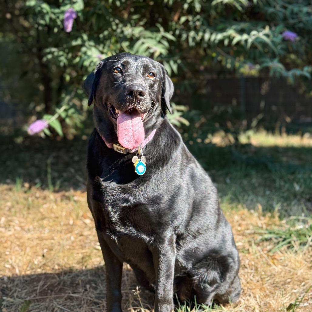 Miley, a Adoptable Labrador Retriever in Salem, OR image 5/6