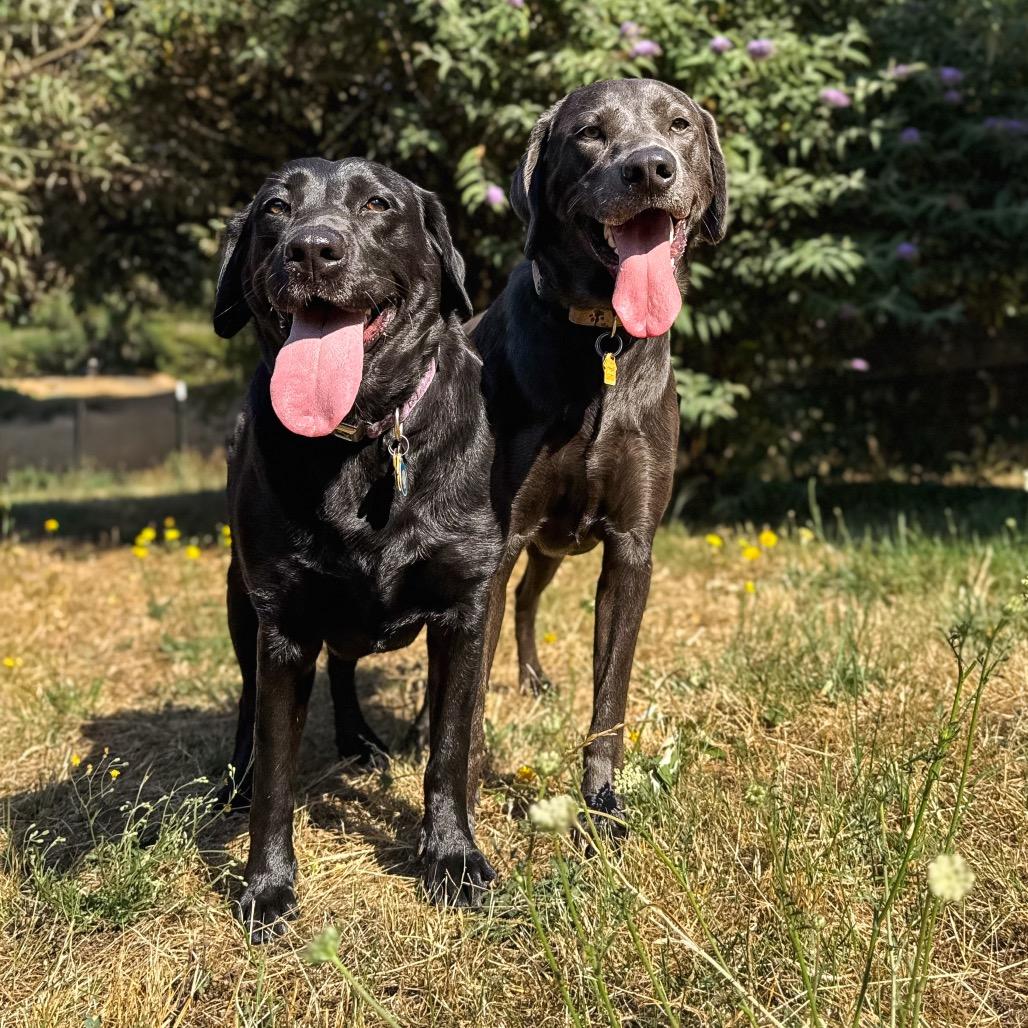 Miley, a Adoptable Labrador Retriever in Salem, OR image 6/6