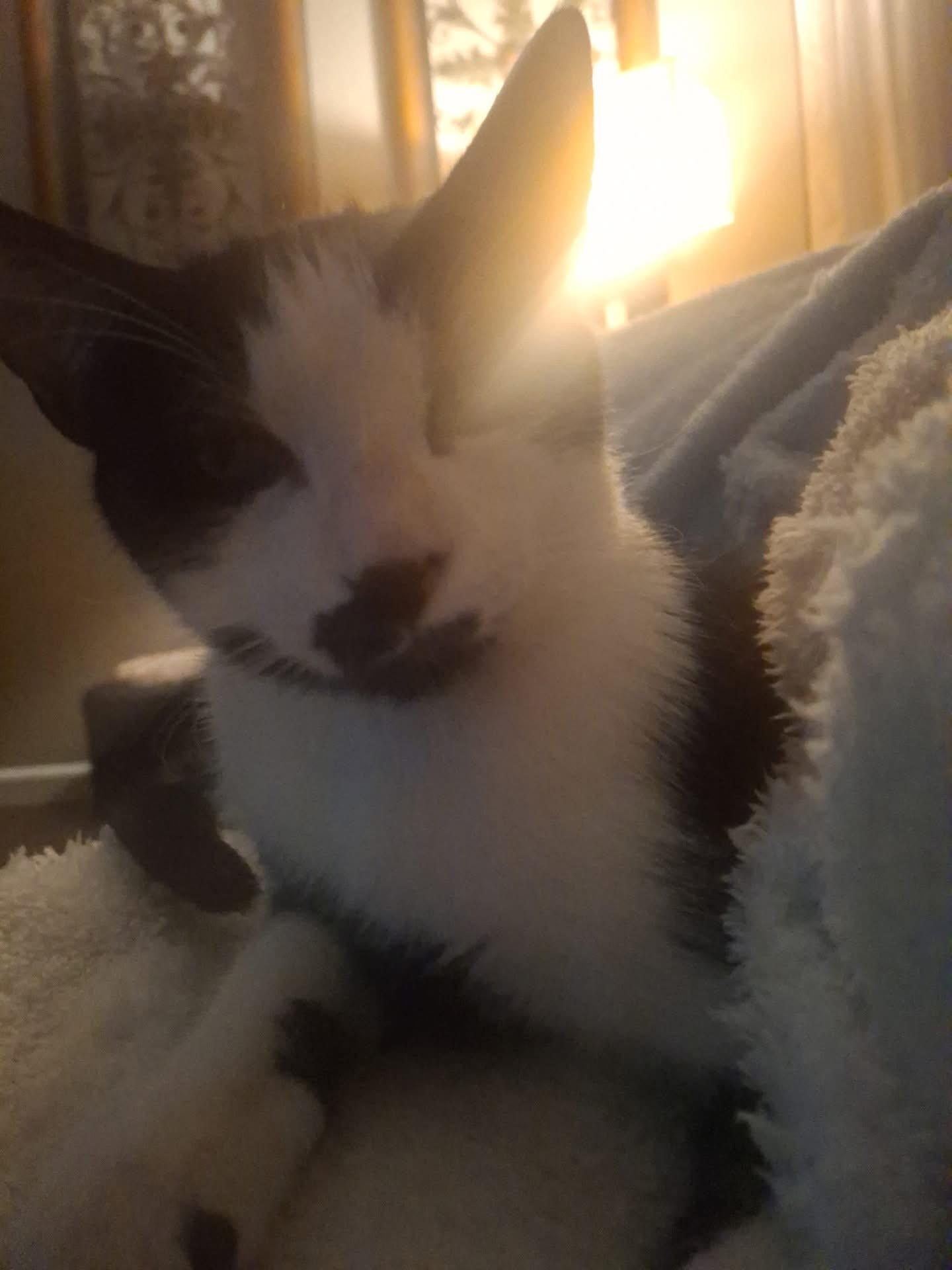 Enlarge Charlie , a ADOPTABLE Domestic Short Hair in Rio Linda, CA image 3/4