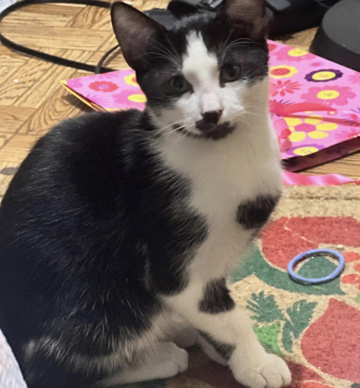 Enlarge Charlie , a ADOPTABLE Domestic Short Hair in Rio Linda, CA image 1/4