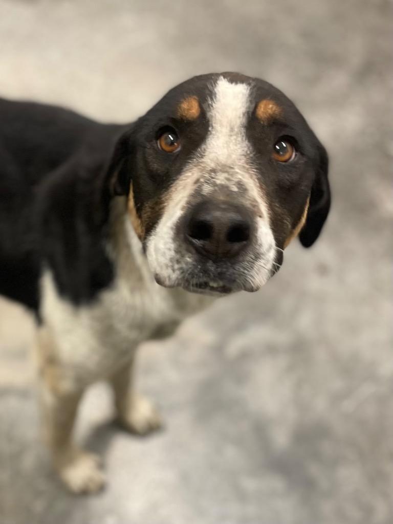 Miss Missy, Adoptable, Adult Female Hound & Mixed Breed.