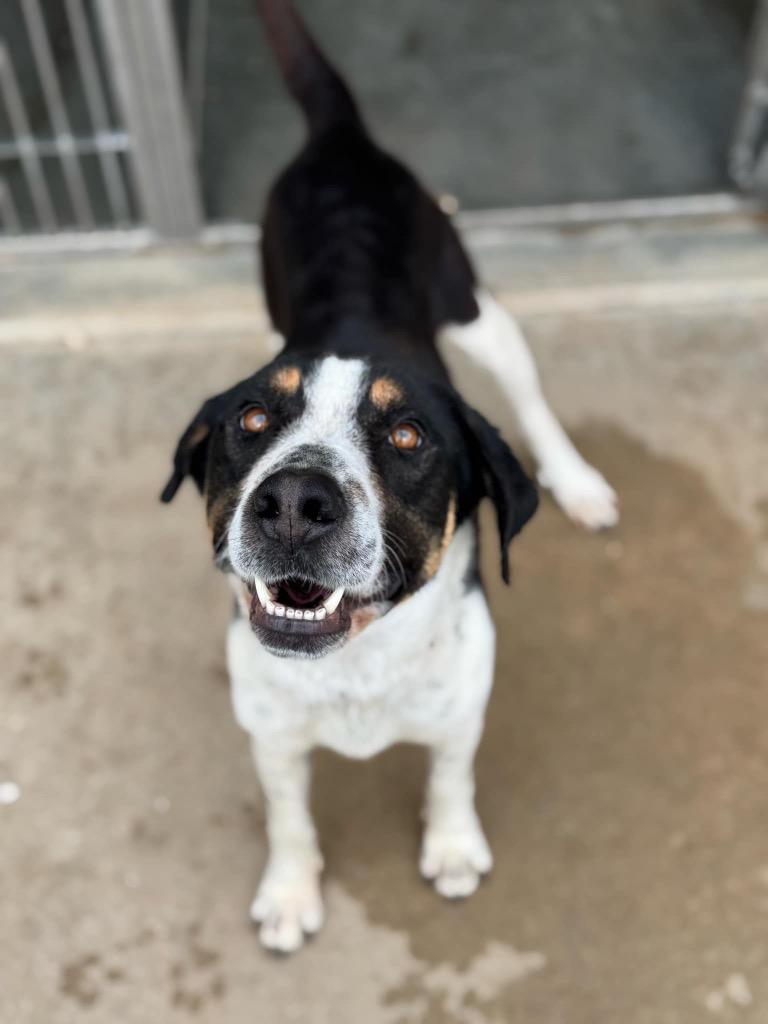 Miss Missy, Adoptable, Adult Female Hound & Mixed Breed.