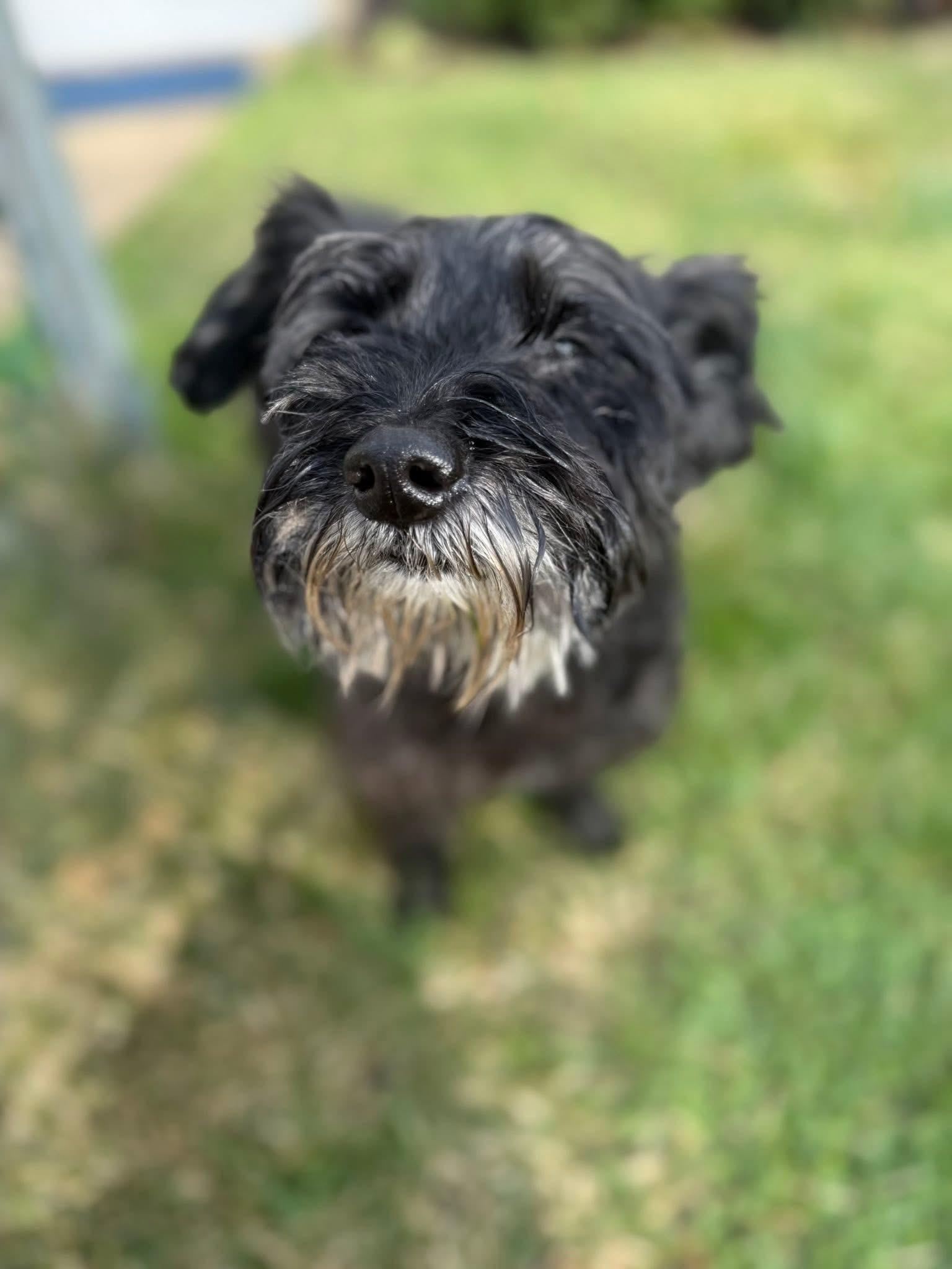 Enlarge Bridgette, a Adoptable mixed breed in Berlin, NJ image 2/3