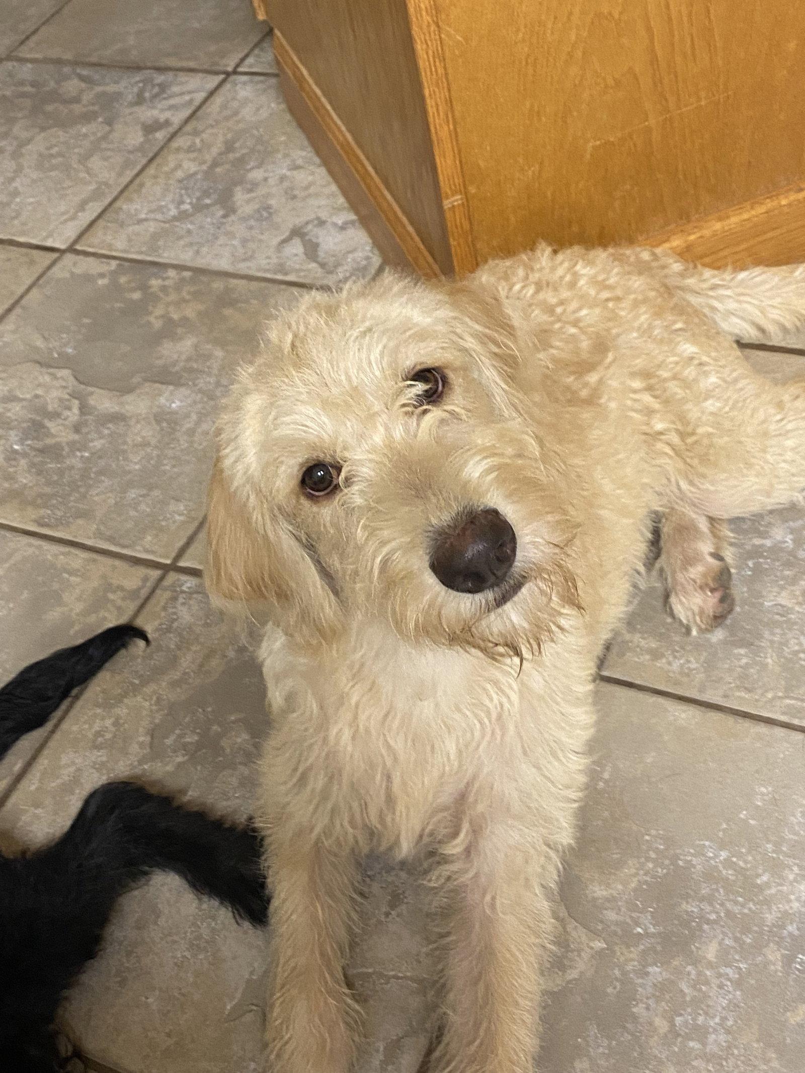 Blondie, Adopted, Puppy Female Poodle & Labrador Retriever.