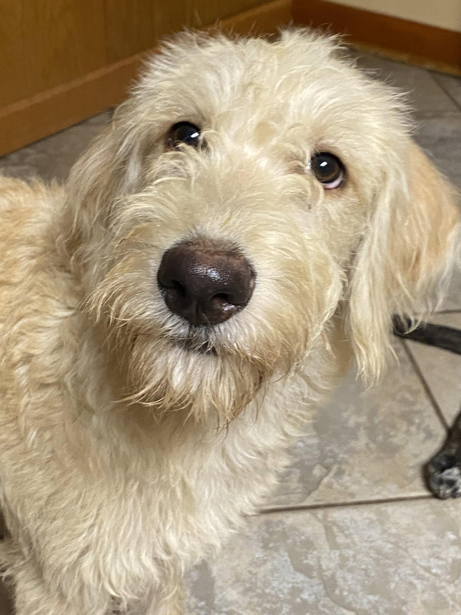 Enlarge Blondie, a Adopted mixed breed in Barnhart, MO image 2/3