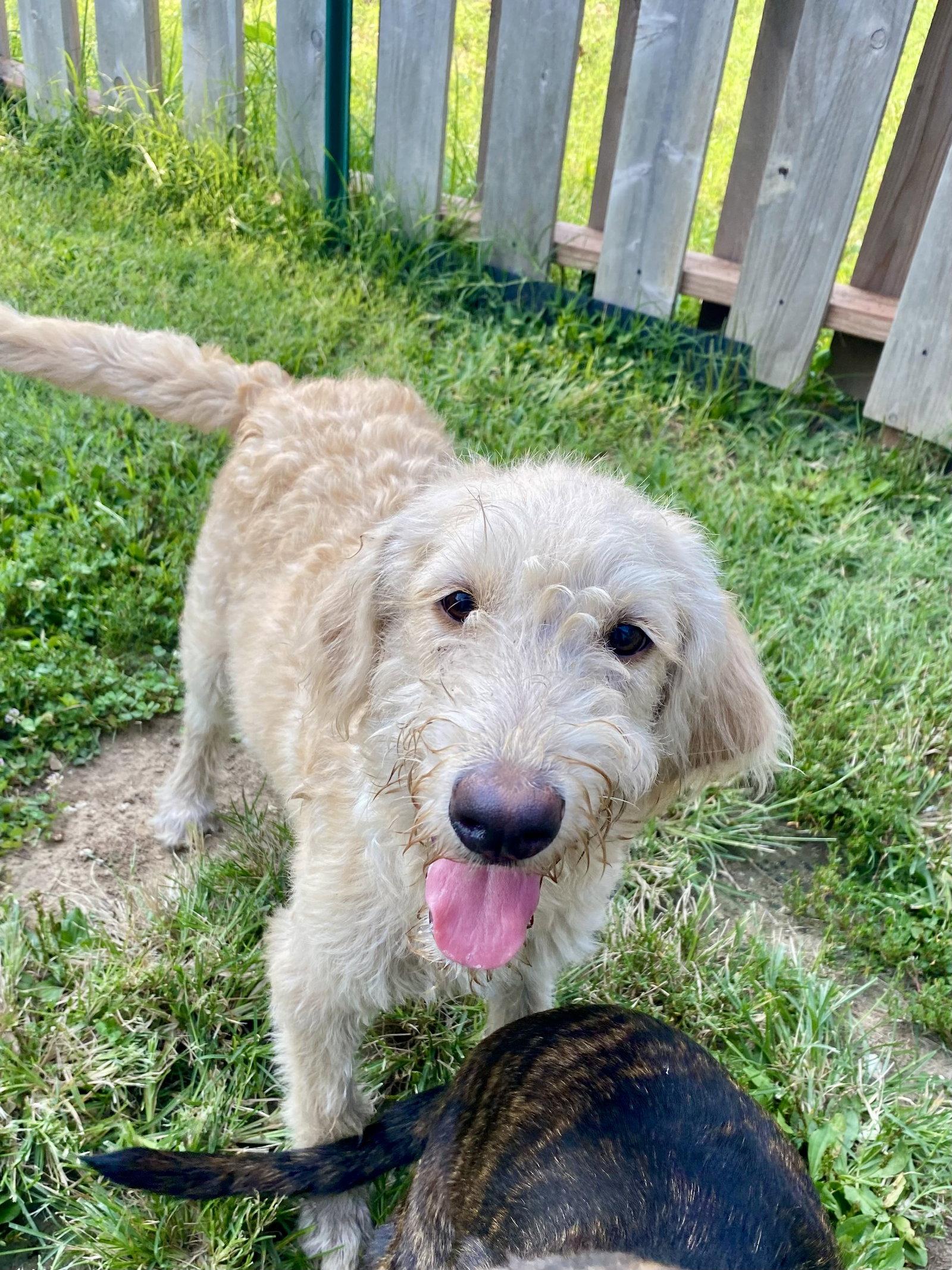 Enlarge Blondie, a Adopted mixed breed in Barnhart, MO image 3/3