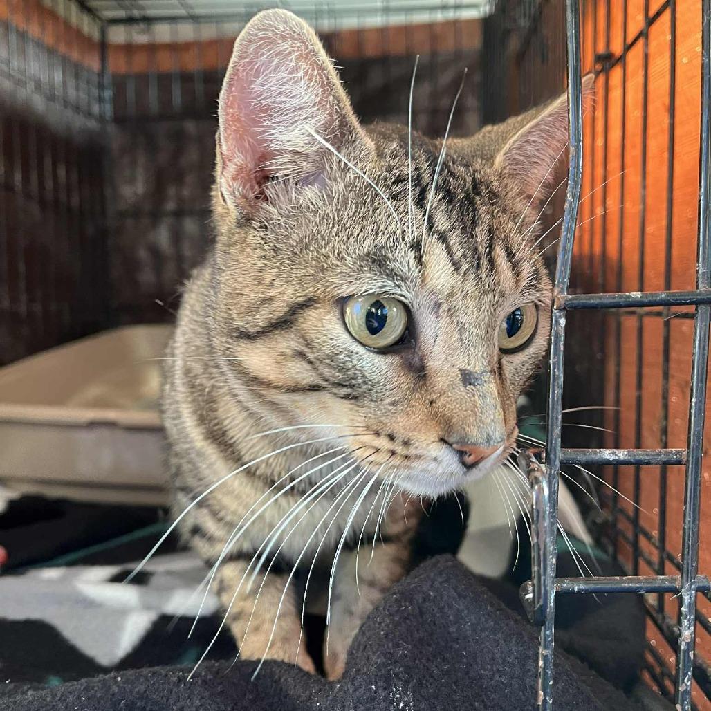 Enlarge Bookie, a Adoptable Domestic Short Hair in Stephenville, TX image 2/3