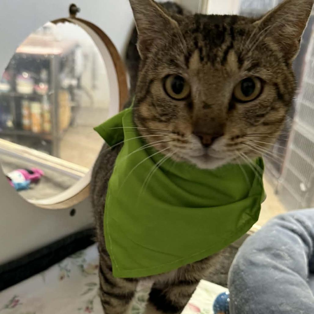 Enlarge Bookie, a Adoptable Domestic Short Hair in Stephenville, TX image 3/3