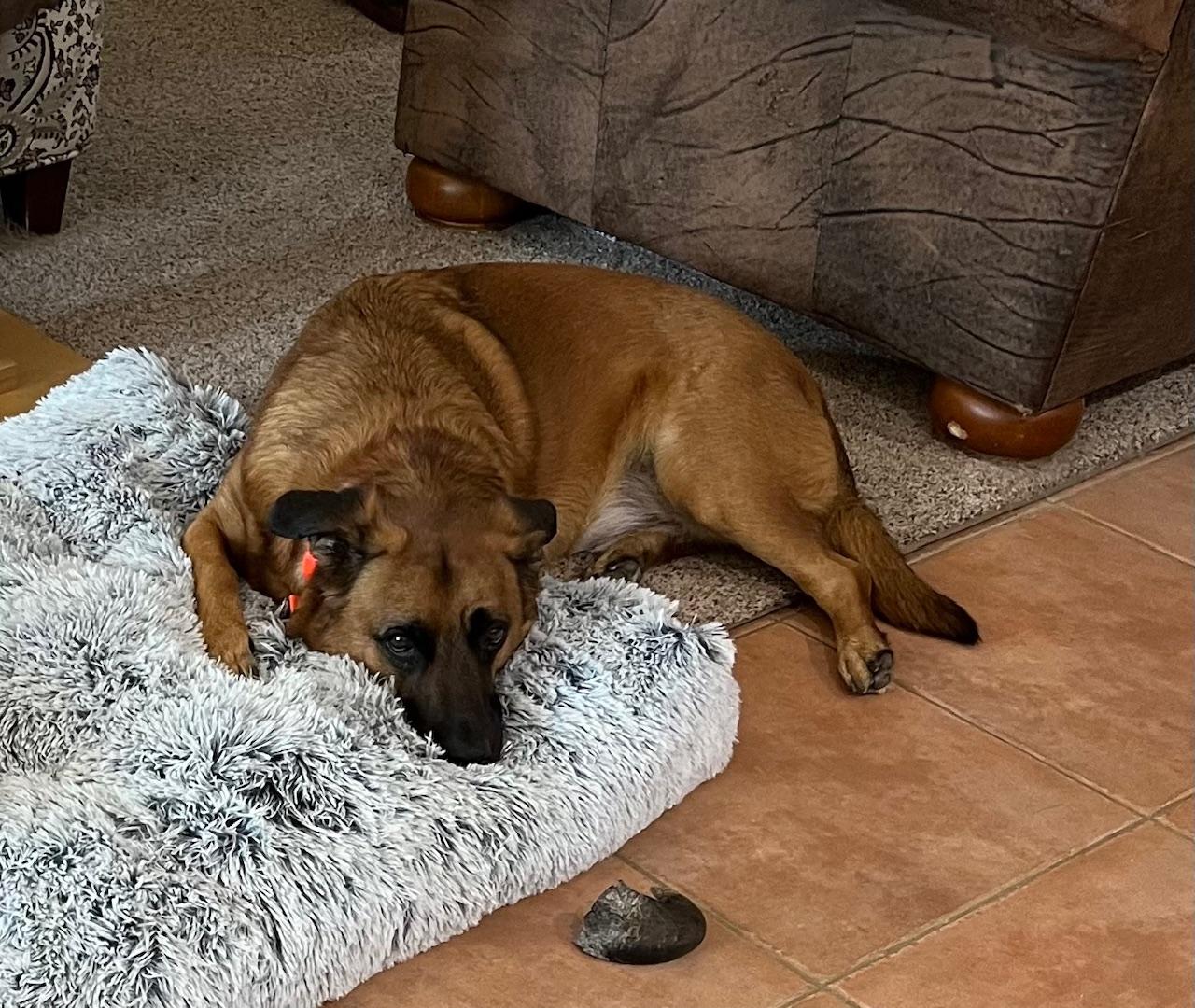 Enlarge Kane, a Adoptable mixed breed in Frisco, TX image 5/6