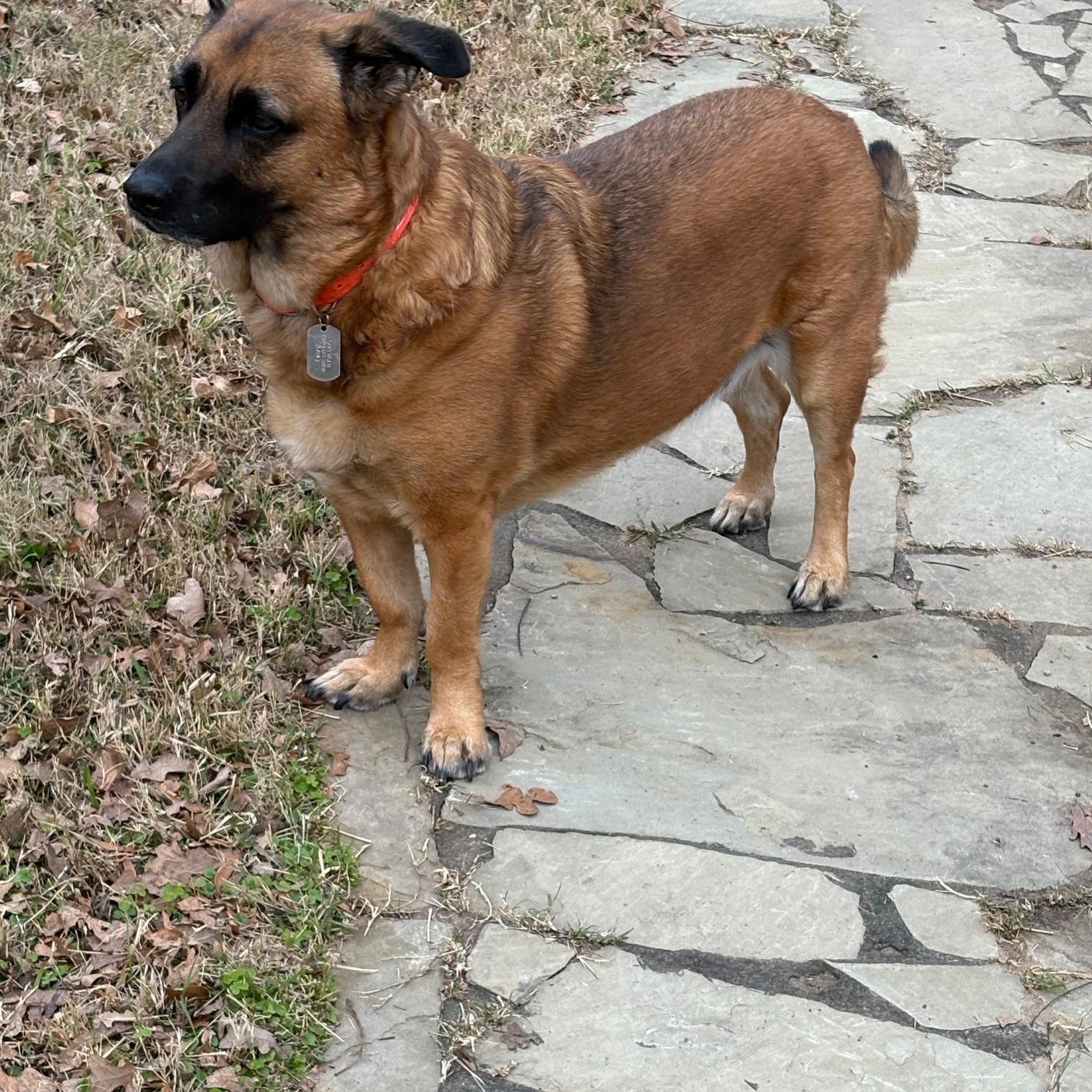 Enlarge Kane, a Adoptable mixed breed in Frisco, TX image 2/6