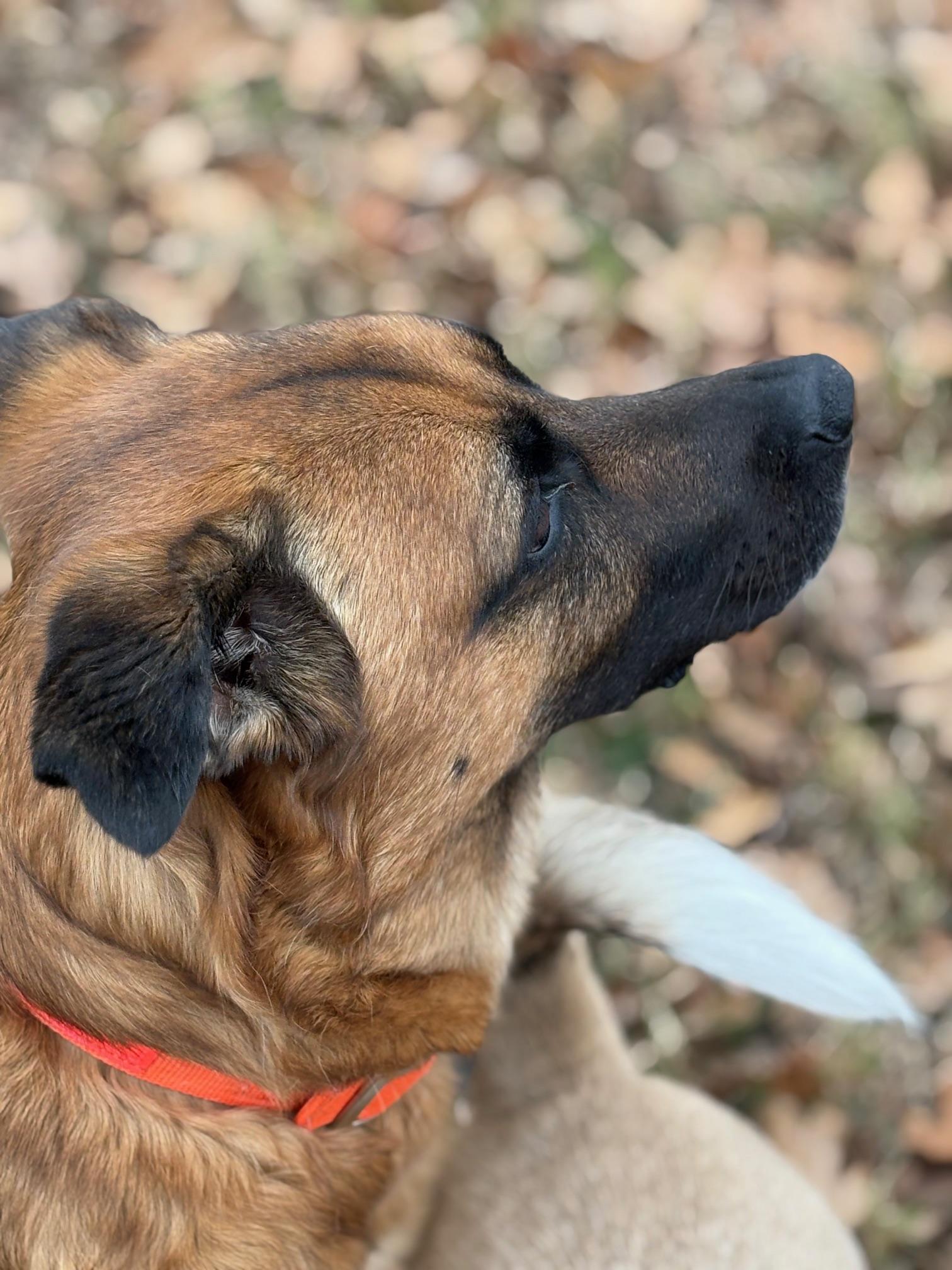 Enlarge Kane, a Adoptable mixed breed in Frisco, TX image 1/6