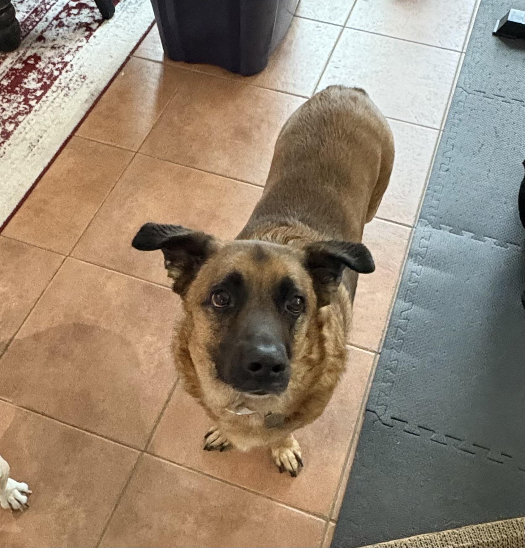 Enlarge Kane, a Adoptable mixed breed in Frisco, TX image 4/6