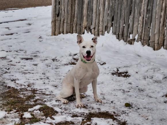 BABS, Adoptable, Young Female Mixed Breed.