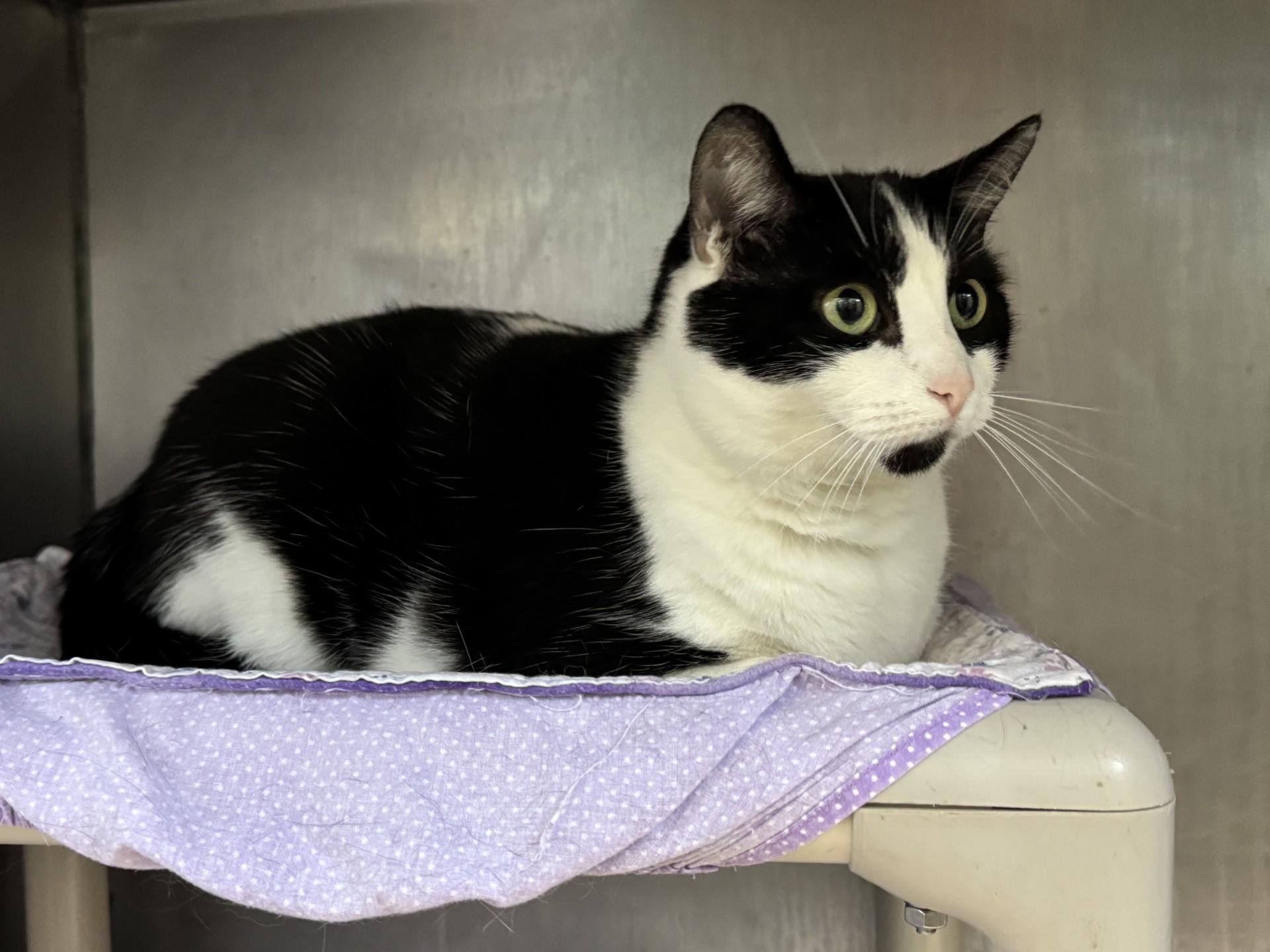 Posey, Adult Female Domestic Short Hair