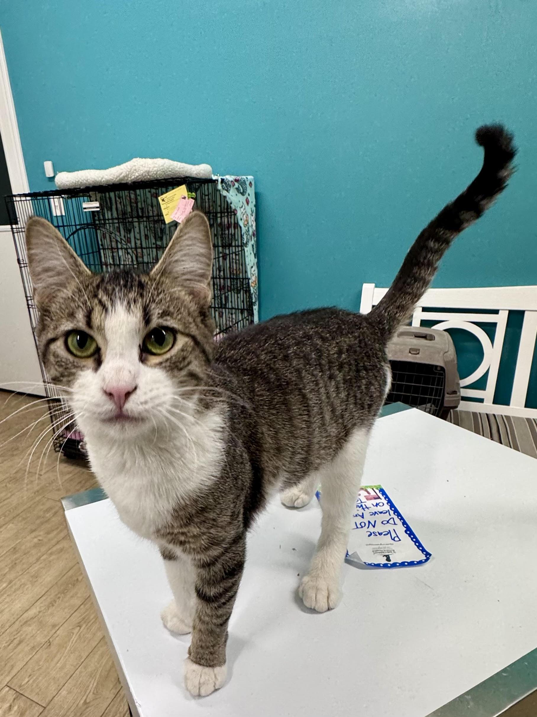 Enlarge Clover, an adopted Tabby in Scottsburg, IN image 1/1