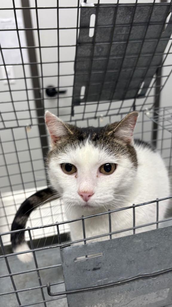 Enlarge Lady Bug, a Adoptable mixed breed in Clarksville, TN image 1/2