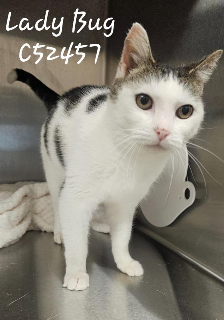 Enlarge Lady Bug, a Adoptable mixed breed in Clarksville, TN image 2/2