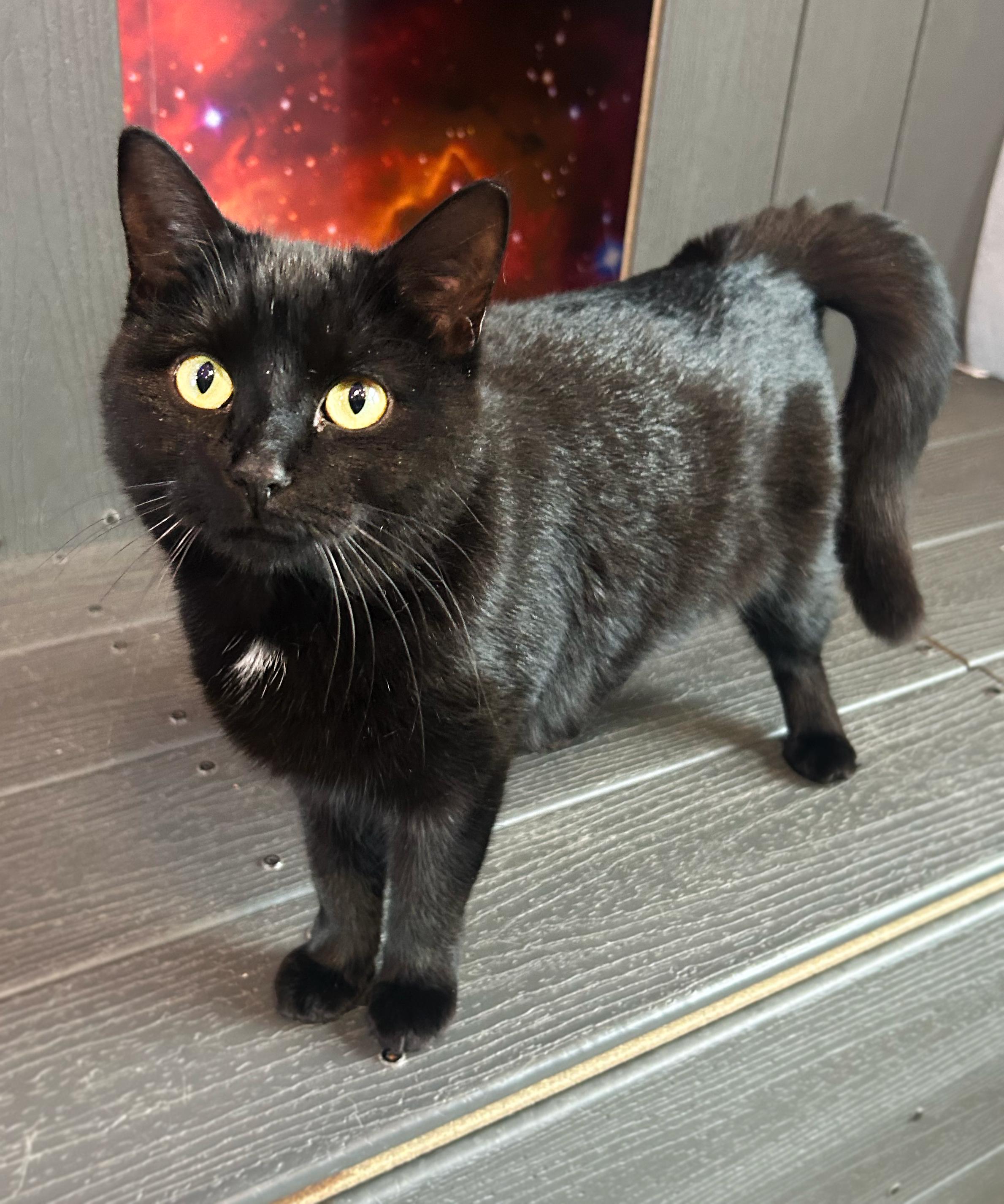 Pico, Adoptable, Young Female Domestic Short Hair.