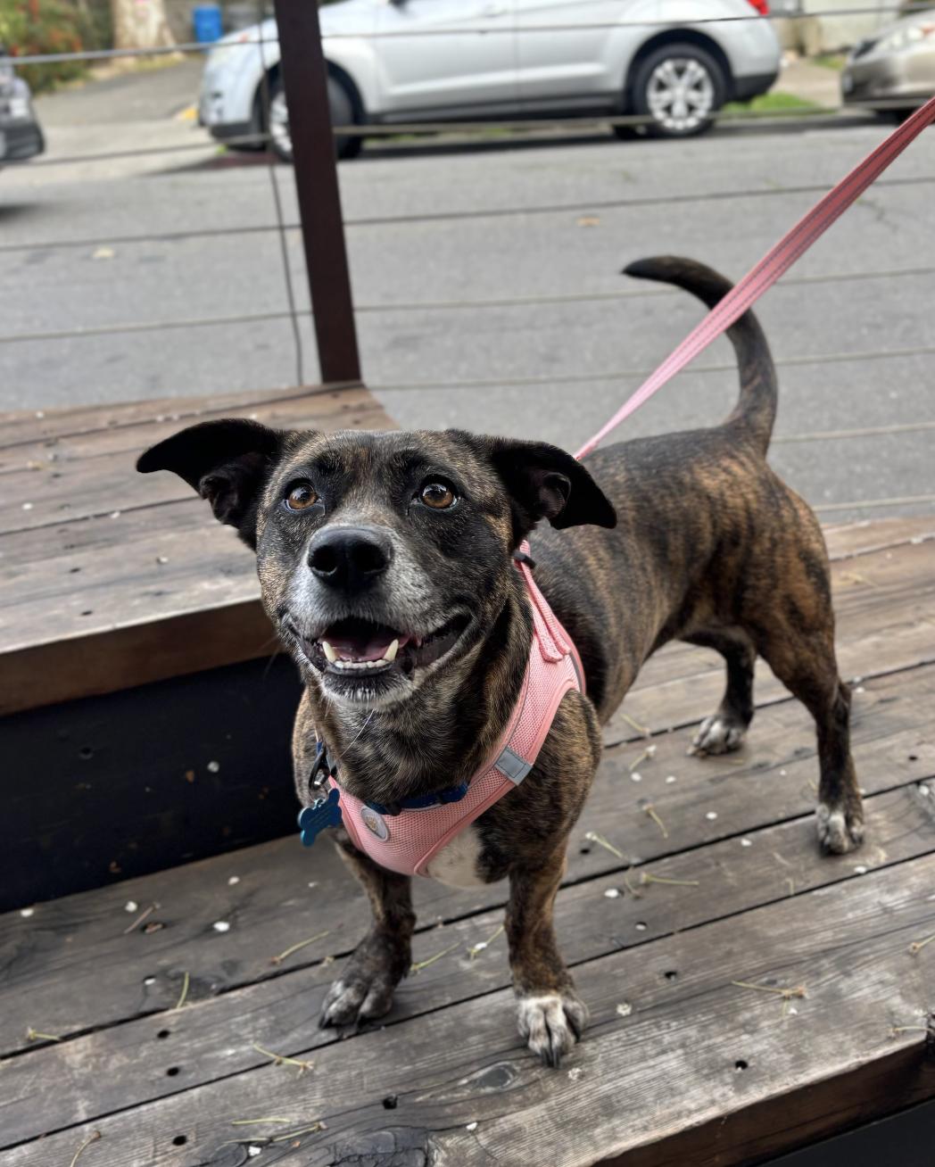 Enlarge Nova, a ADOPTABLE mixed breed in Davis, CA image 1/6