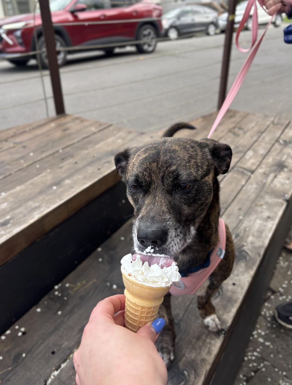 Enlarge Nova, a ADOPTABLE mixed breed in Davis, CA image 3/6